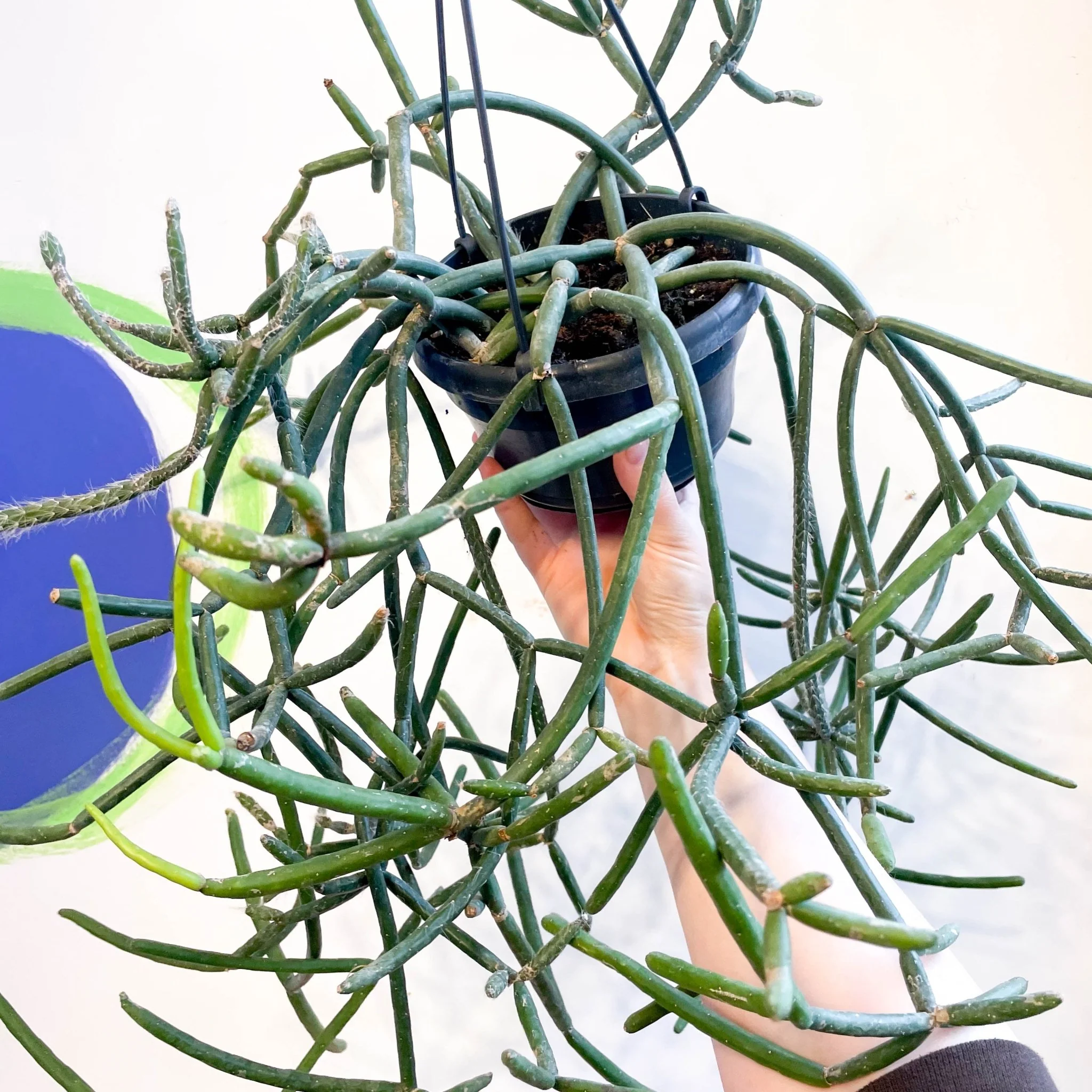Forest Cactus - Lepismium pulvinigerum - Image 3