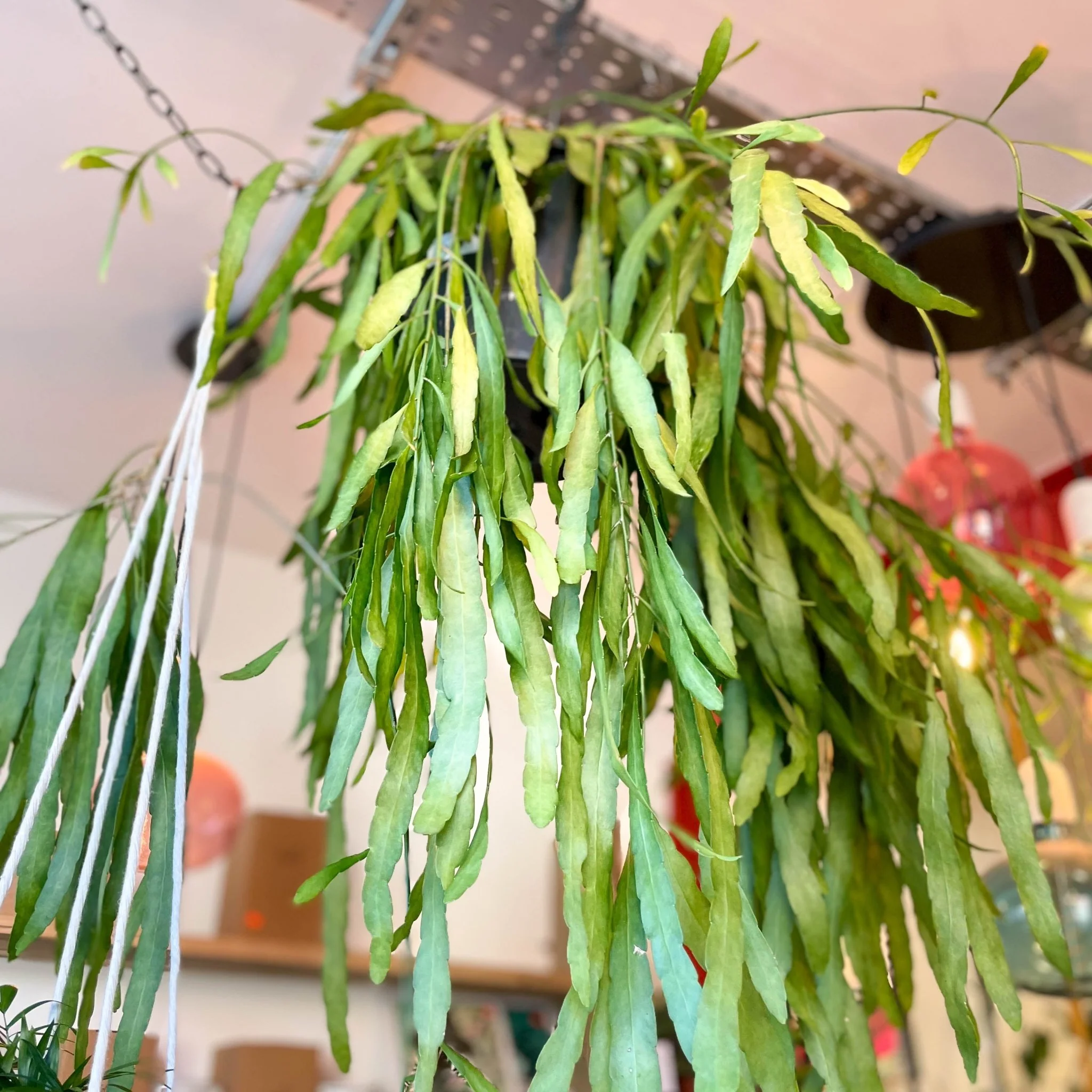 Rhipsalis ramulosa - Forest Cactus