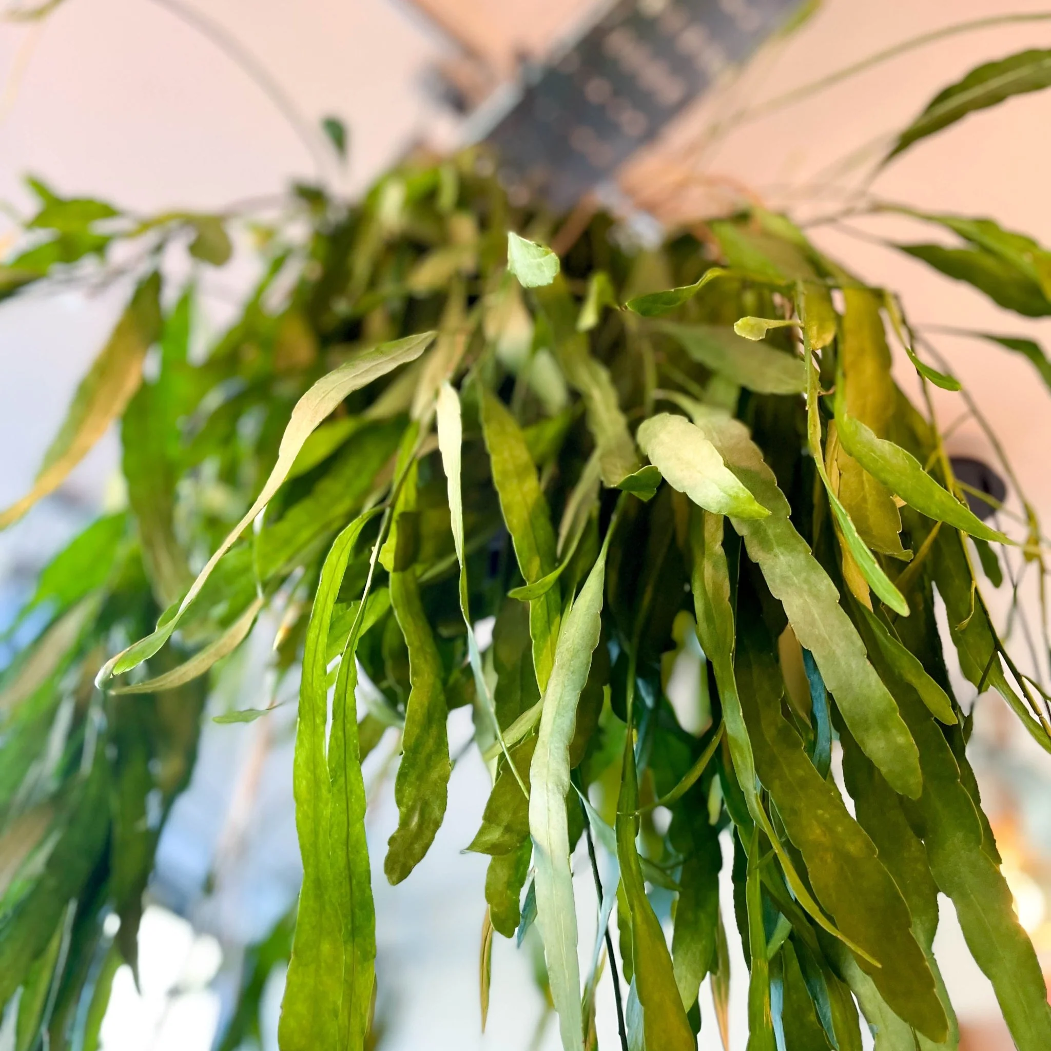 Rhipsalis ramulosa - Forest Cactus - Image 2