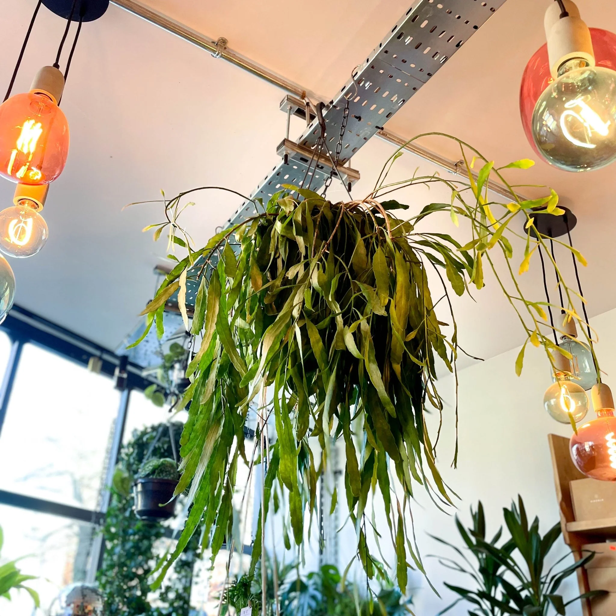 Rhipsalis ramulosa - Forest Cactus - Image 3