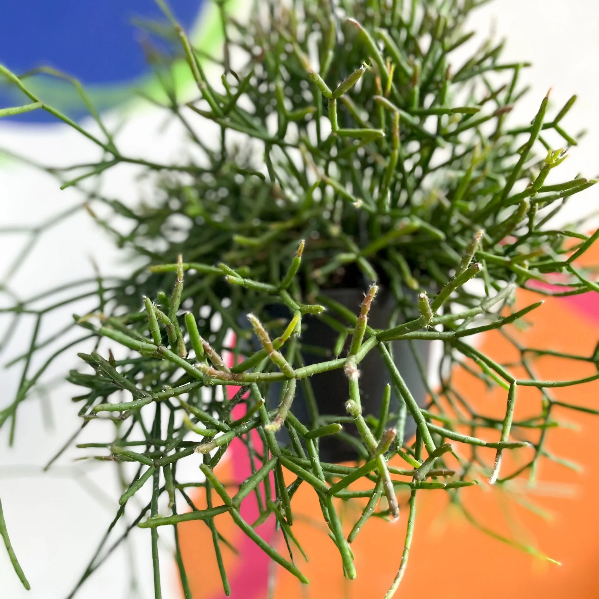 Forest Cactus - Rhipsalis burchellii