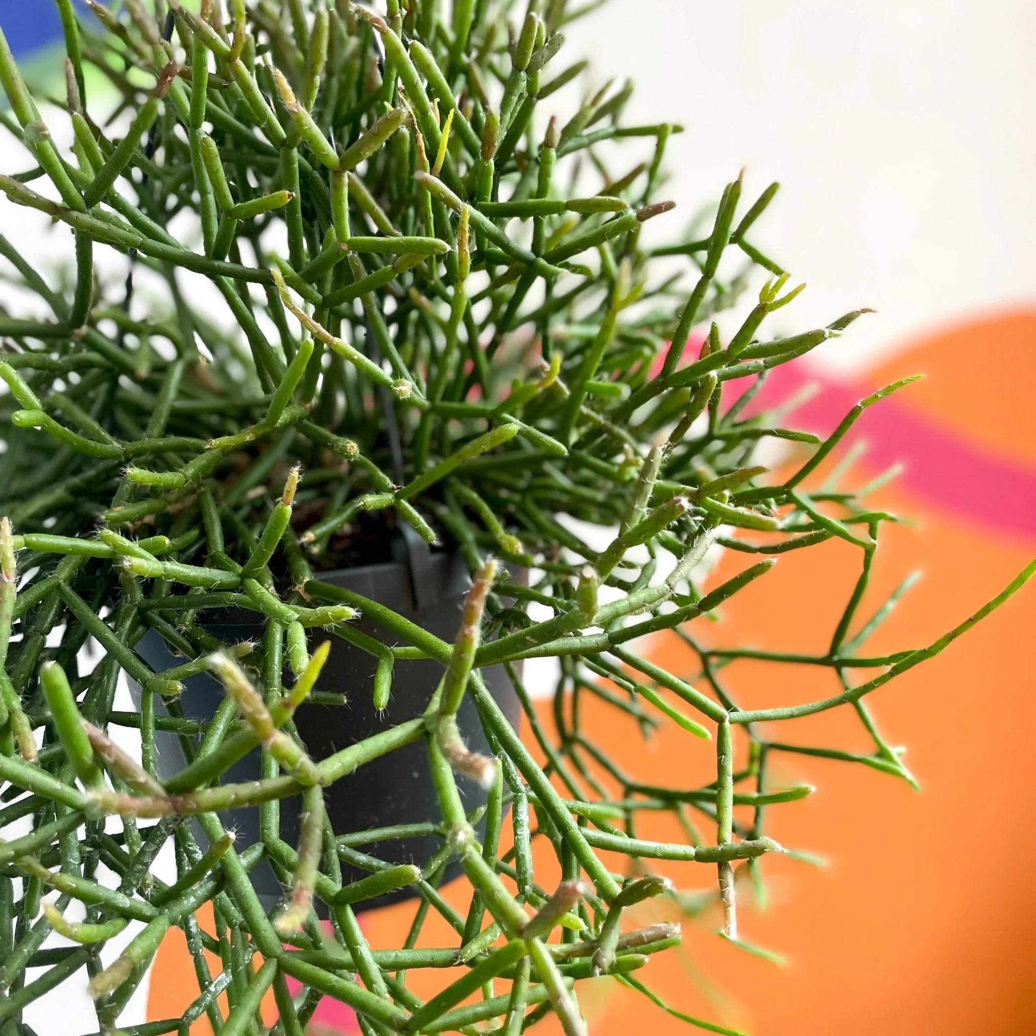 Forest Cactus - Rhipsalis burchellii - Image 2