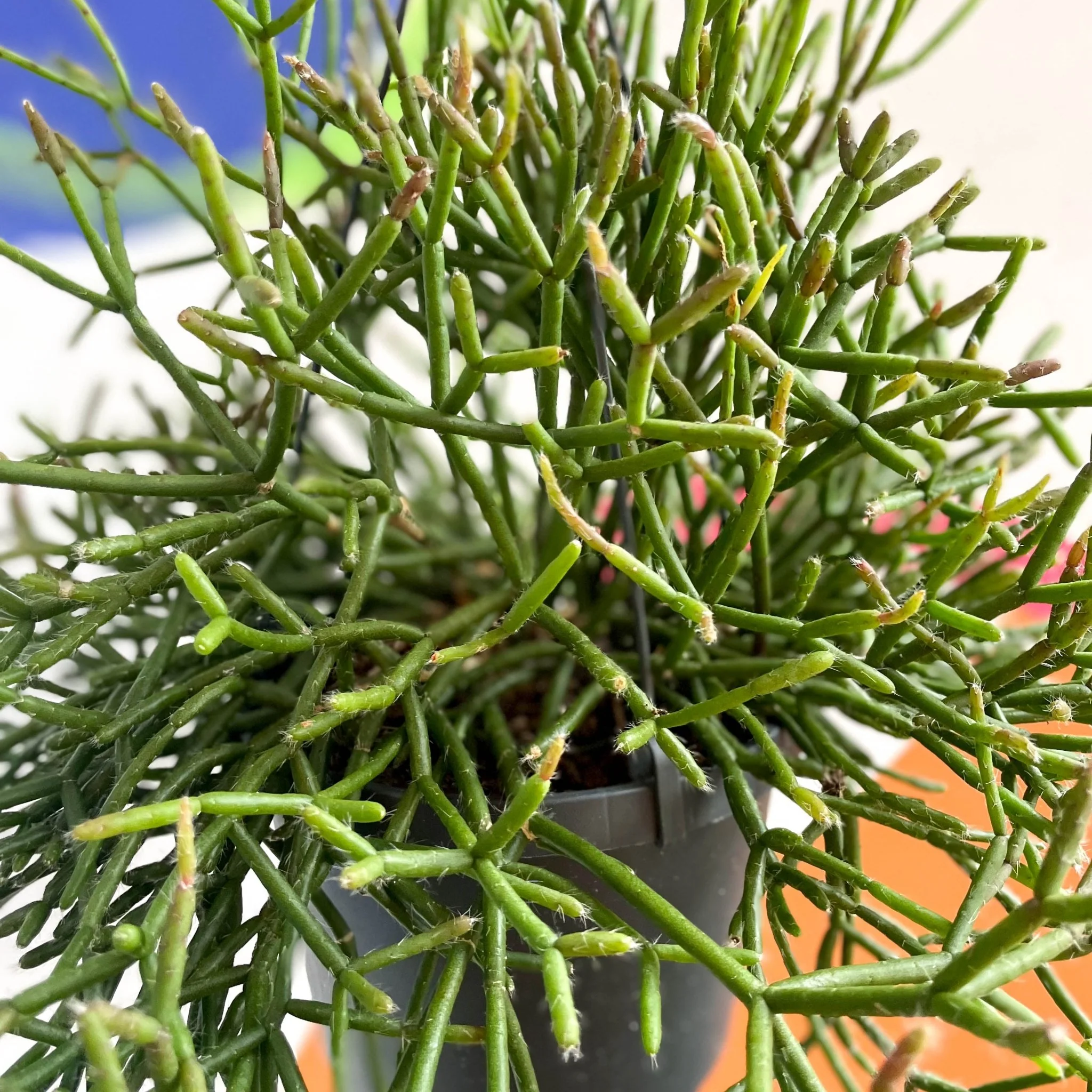 Forest Cactus - Rhipsalis burchellii - Image 3
