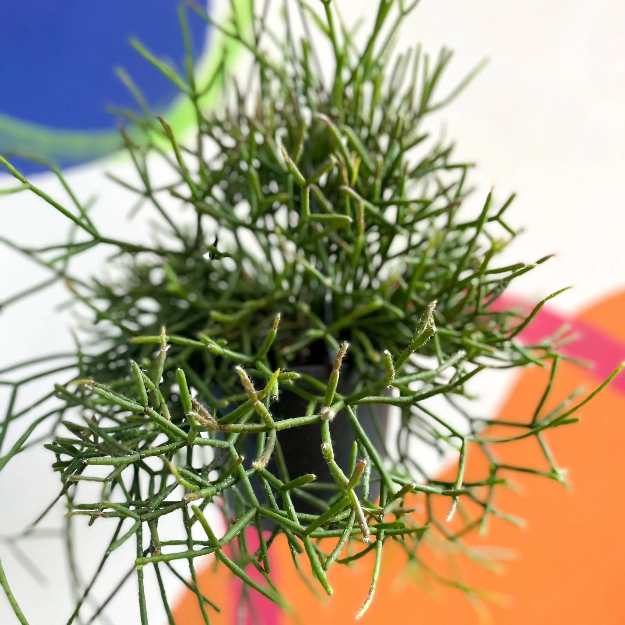 Forest Cactus - Rhipsalis burchellii - Image 4