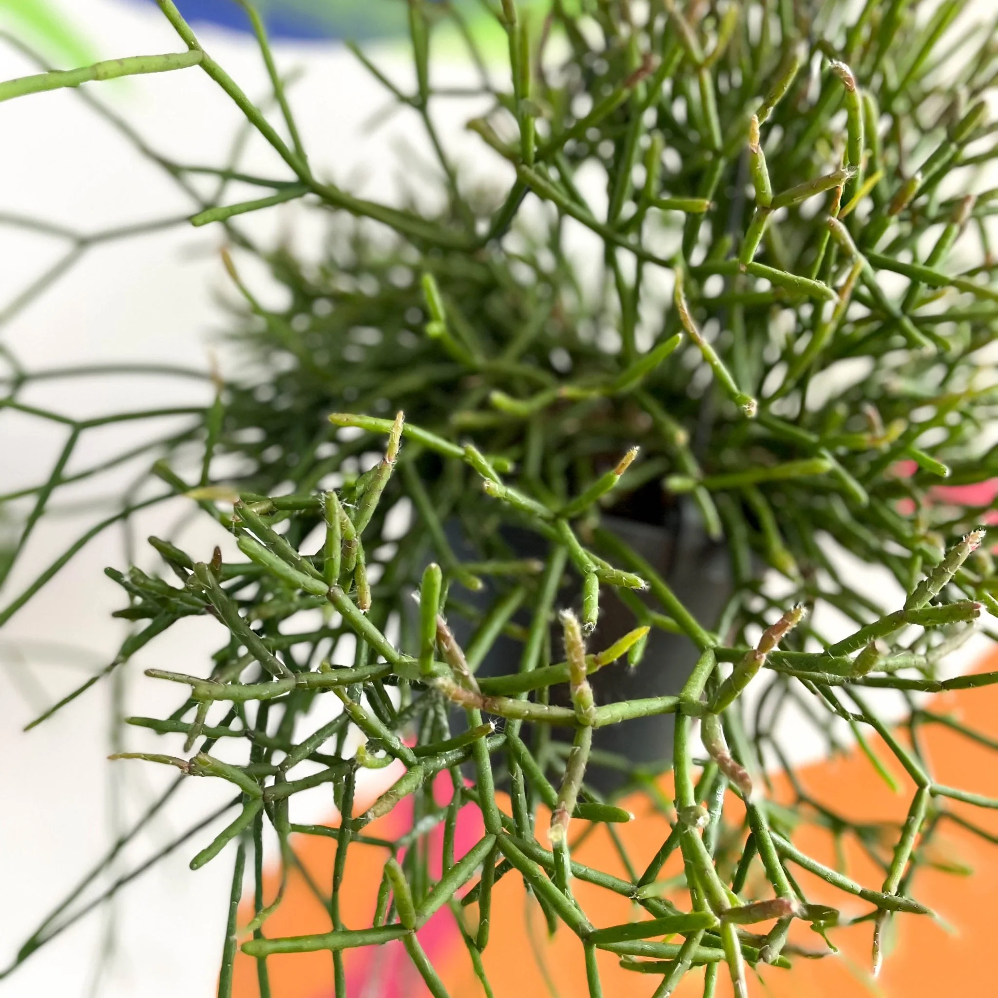 Forest Cactus - Rhipsalis burchellii - Image 5