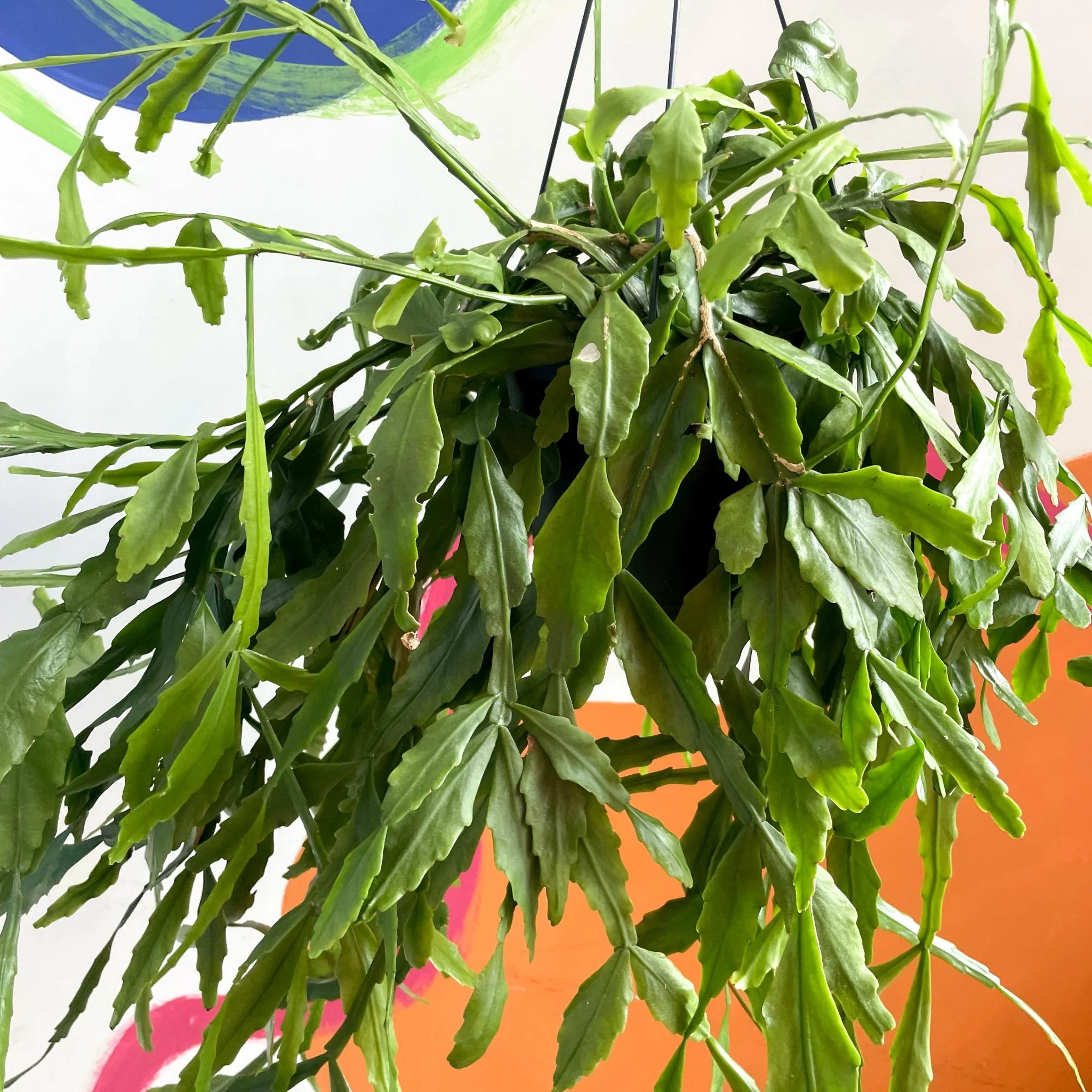 Forest Cactus - Rhipsalis occidentalis