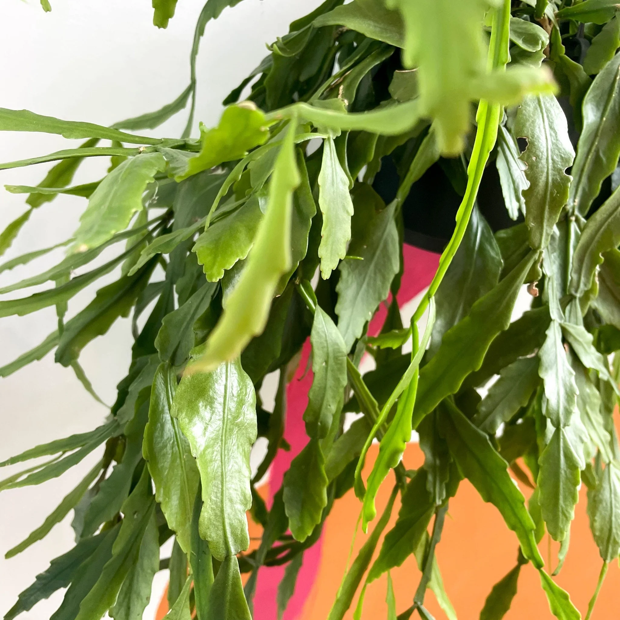 Forest Cactus - Rhipsalis occidentalis - Image 2