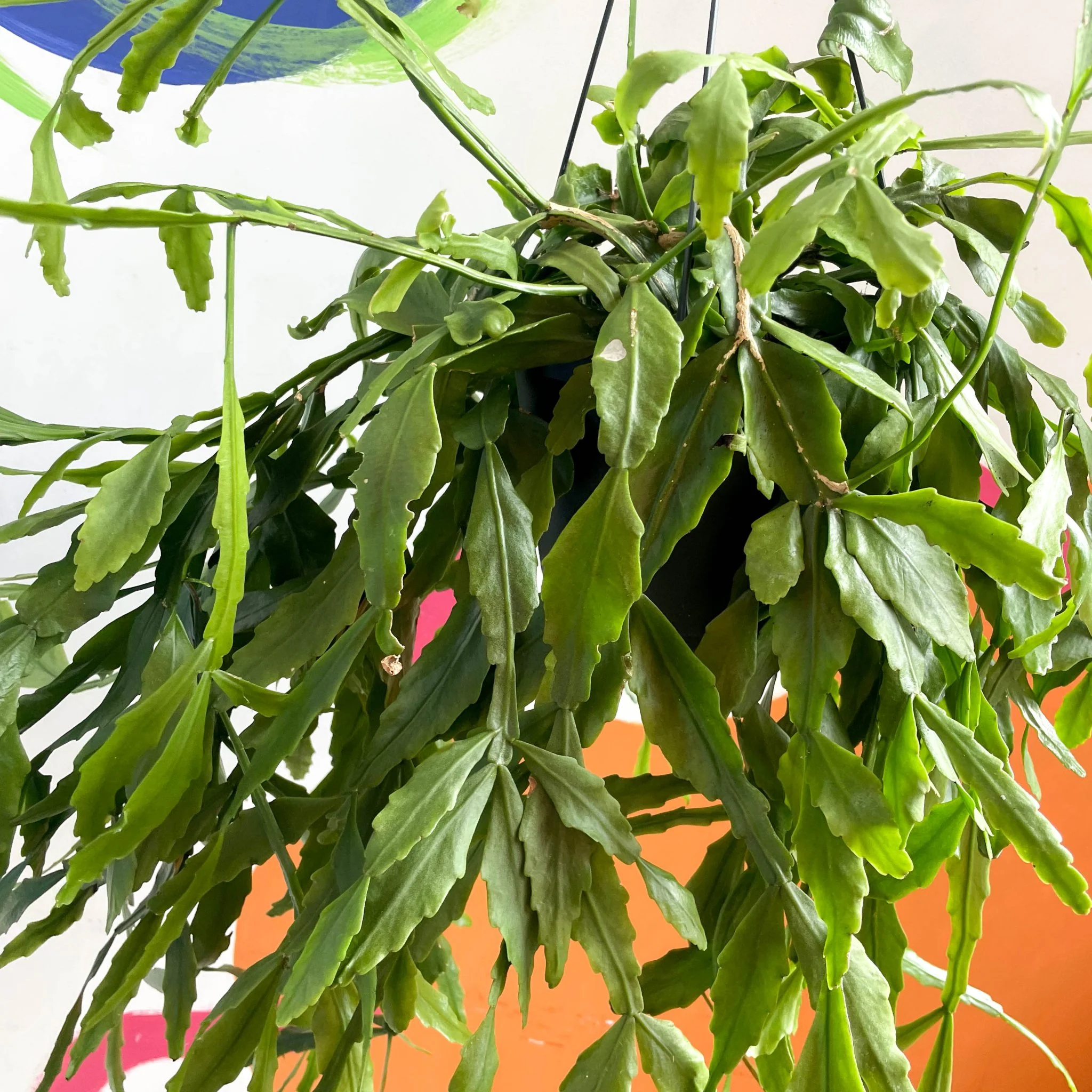 Forest Cactus - Rhipsalis occidentalis - Image 3