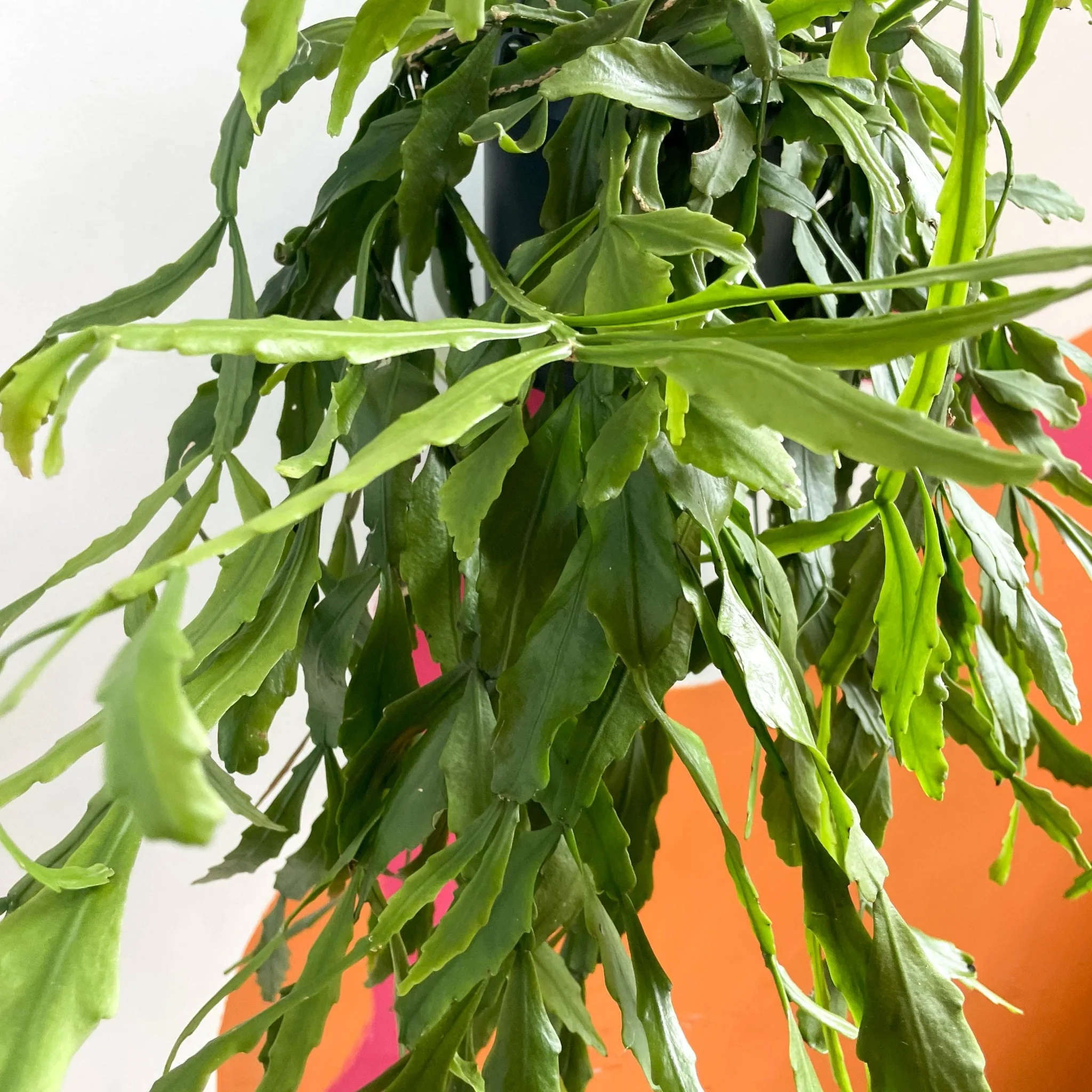 Forest Cactus - Rhipsalis occidentalis - Image 4