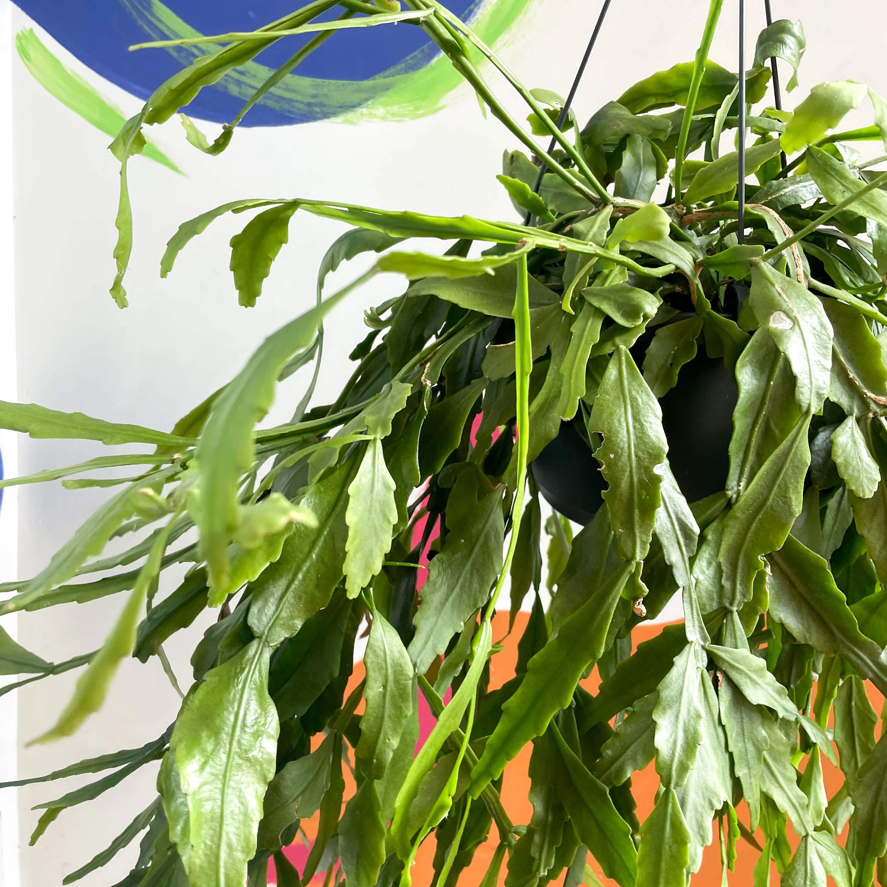 Forest Cactus - Rhipsalis occidentalis - Image 5