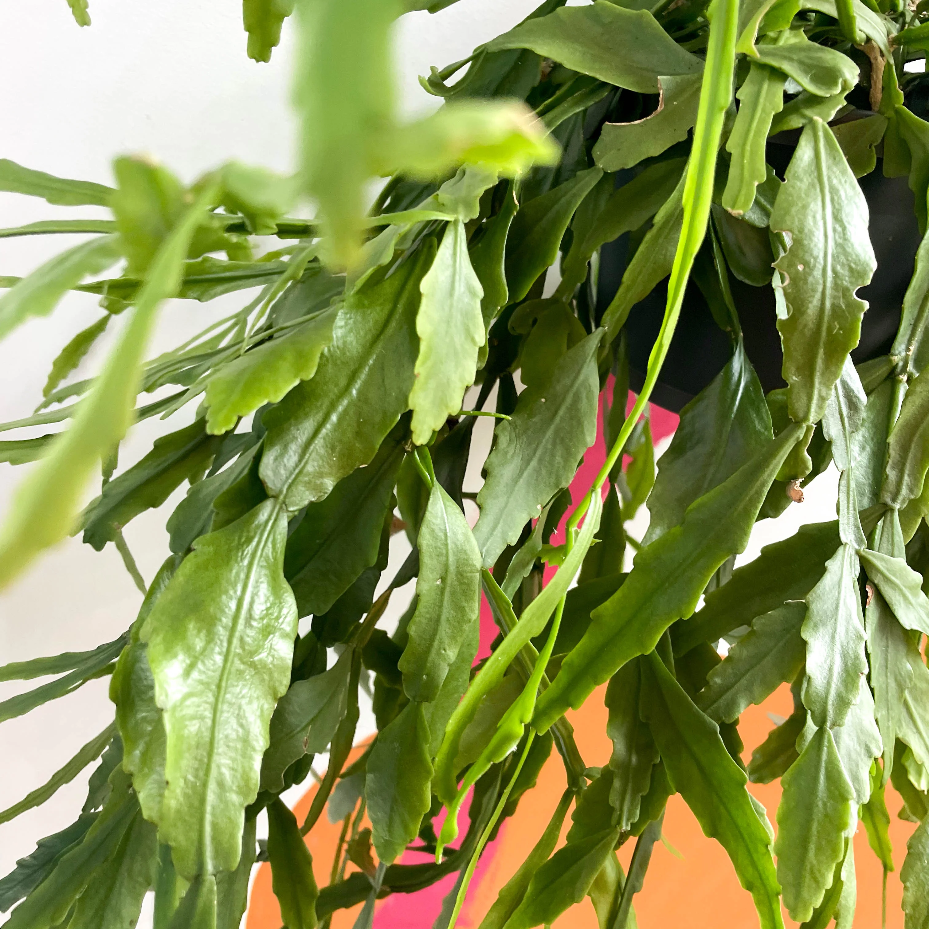Forest Cactus - Rhipsalis occidentalis - Image 6