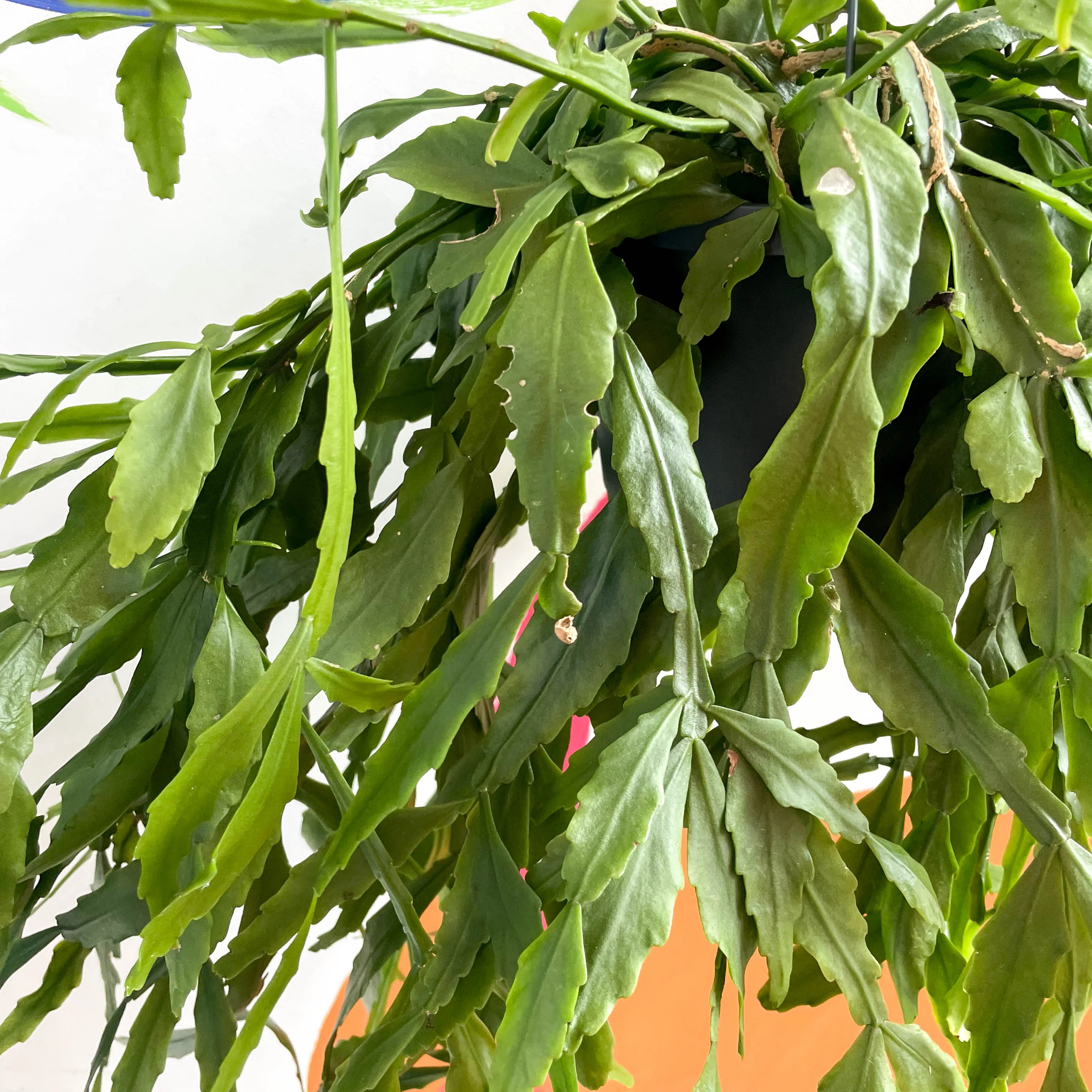 Forest Cactus - Rhipsalis occidentalis - Image 7