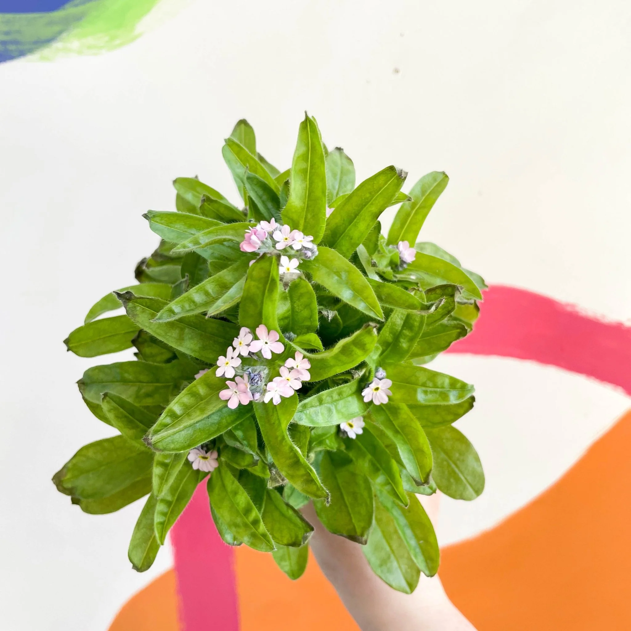 Myosotis sylvatica 'Mon Amie Pink' - Pink Forget-me-not - Image 2