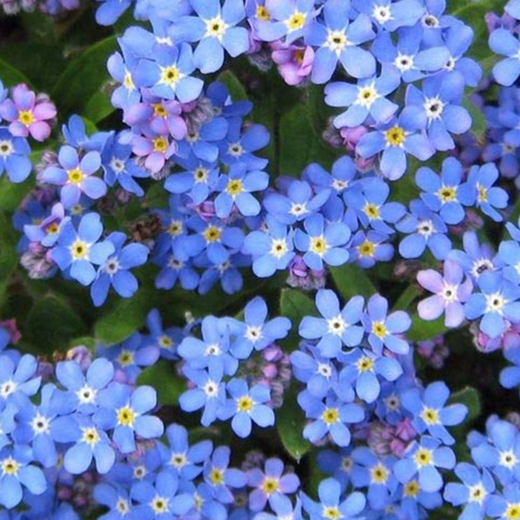 Forget-Me-Not (Myosotis sylvatica) Seeds