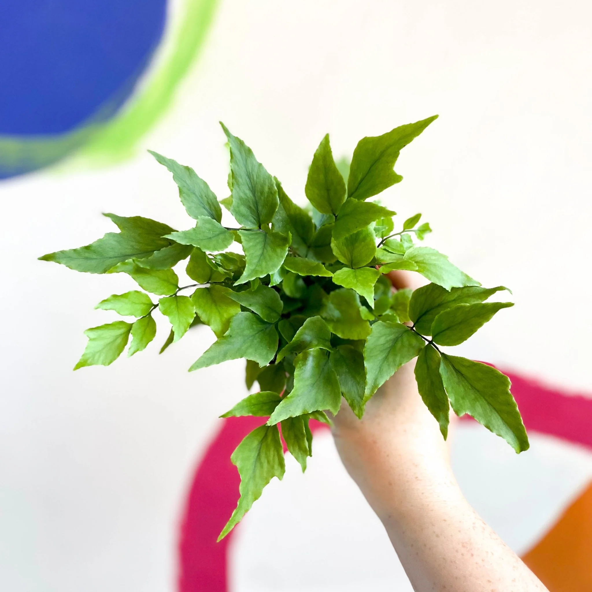 Fortune's Holly-fern - Cyrtomium fortunei