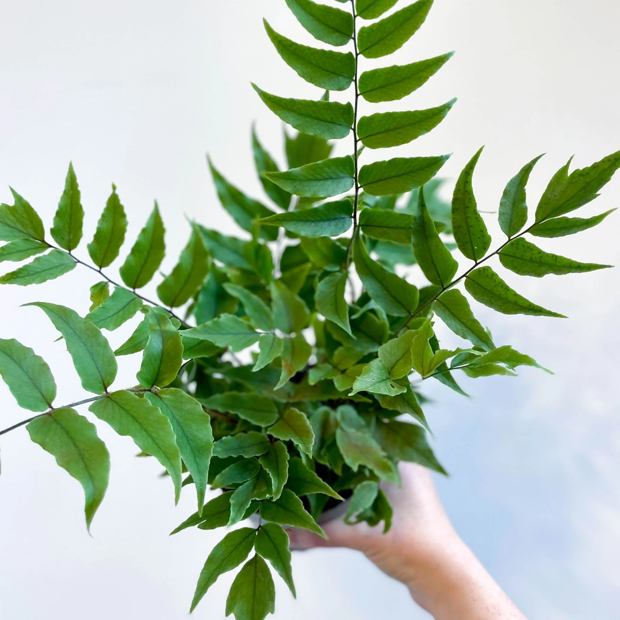 Fortune's Holly-fern - Cyrtomium fortunei - Image 10