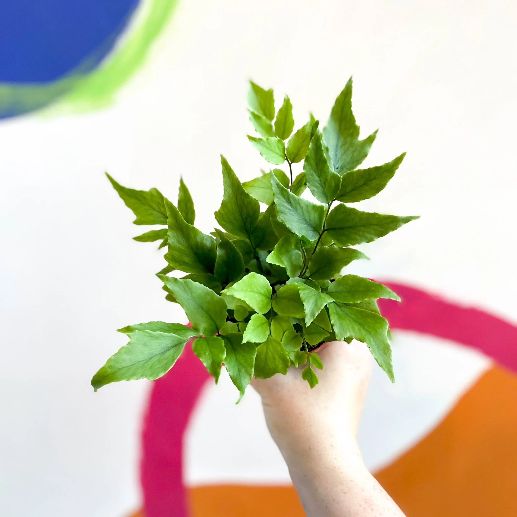 Fortune's Holly-fern - Cyrtomium fortunei - Image 3