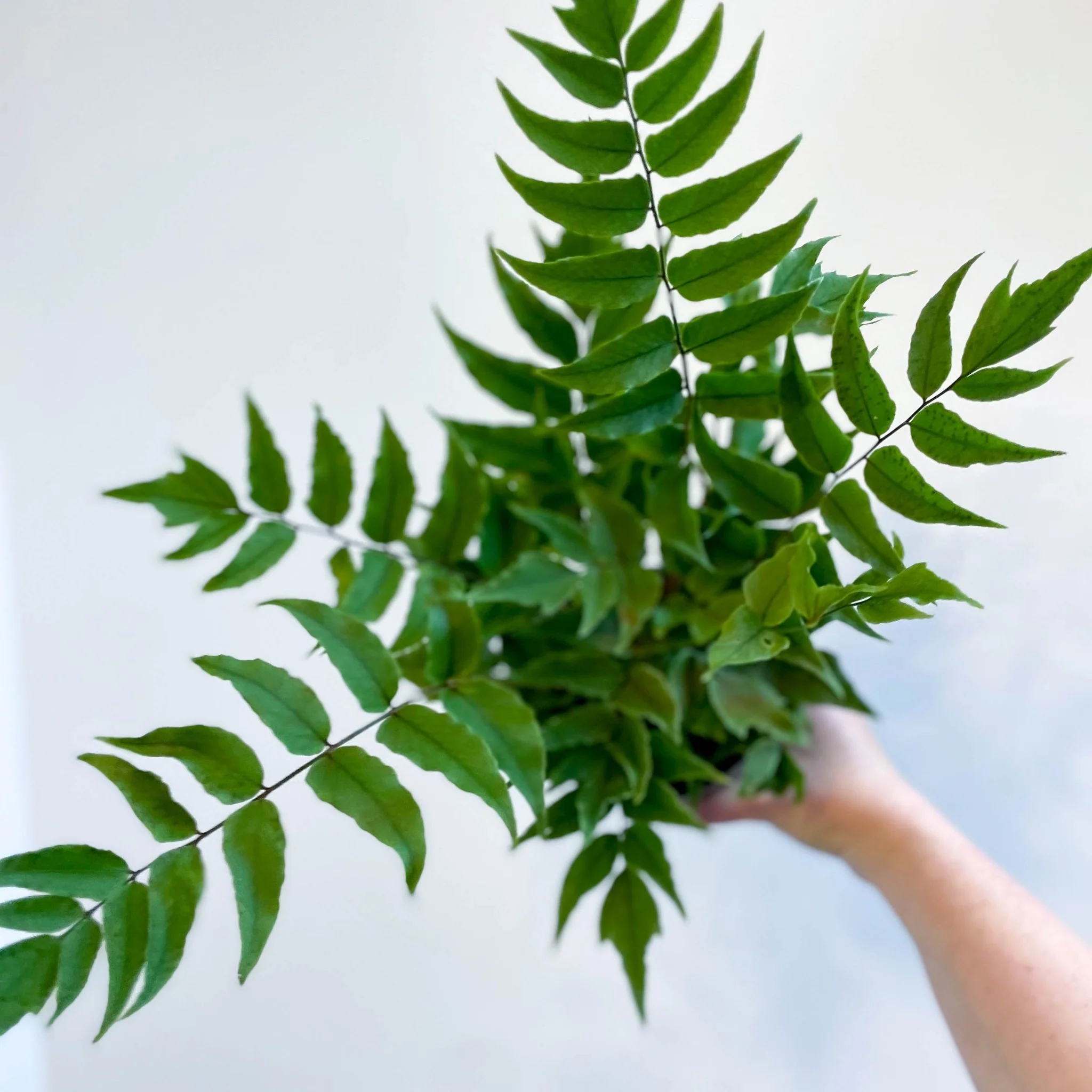 Fortune's Holly-fern - Cyrtomium fortunei - Image 4