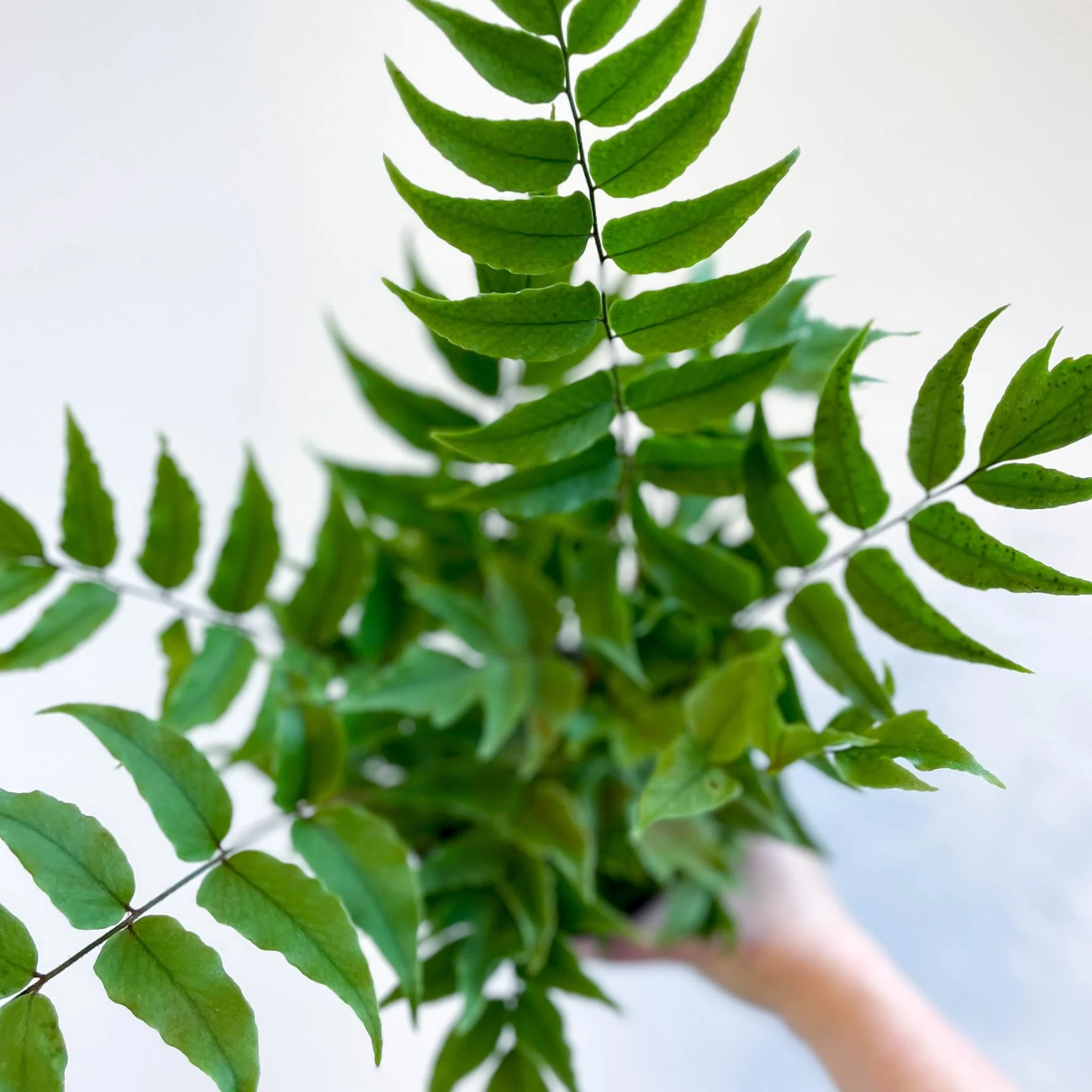 Fortune's Holly-fern - Cyrtomium fortunei - Image 5