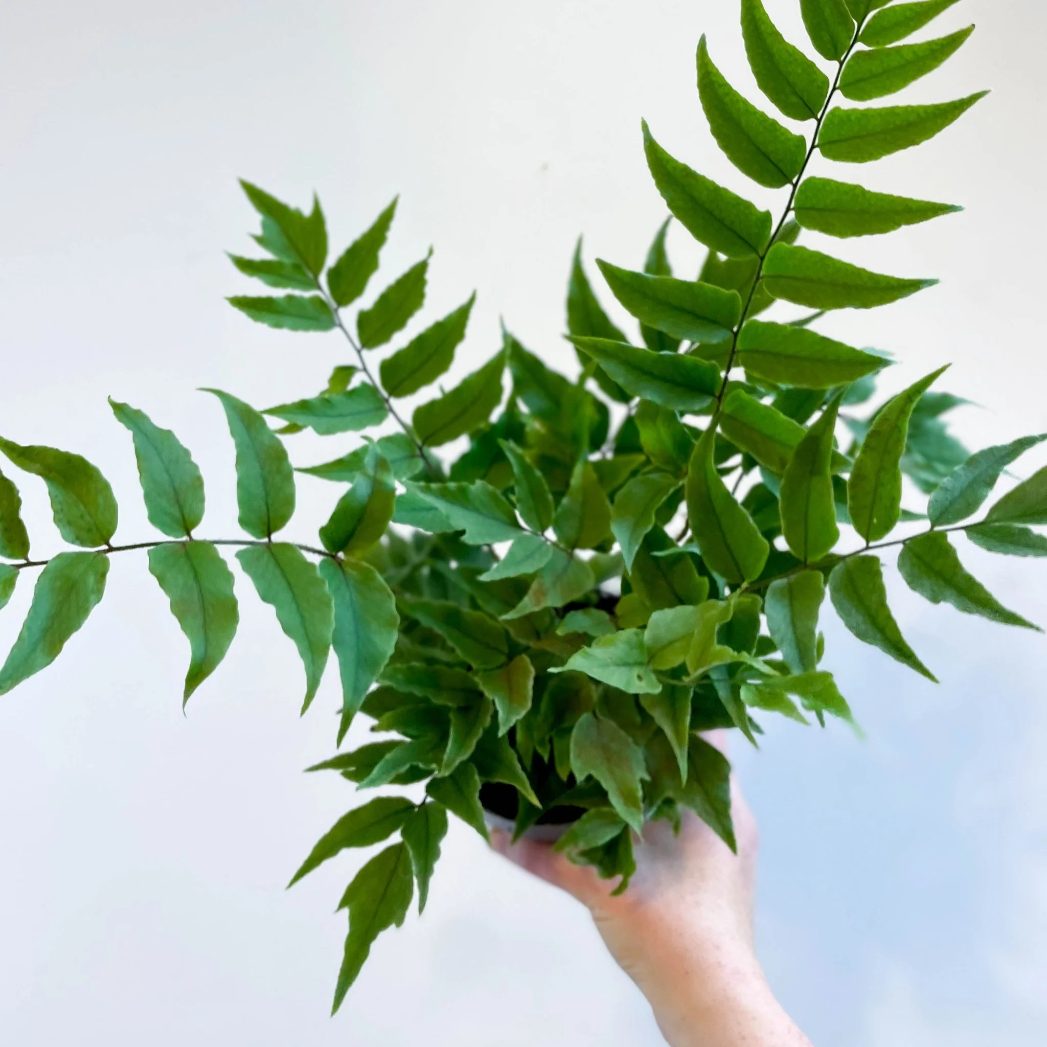 Fortune's Holly-fern - Cyrtomium fortunei - Image 6