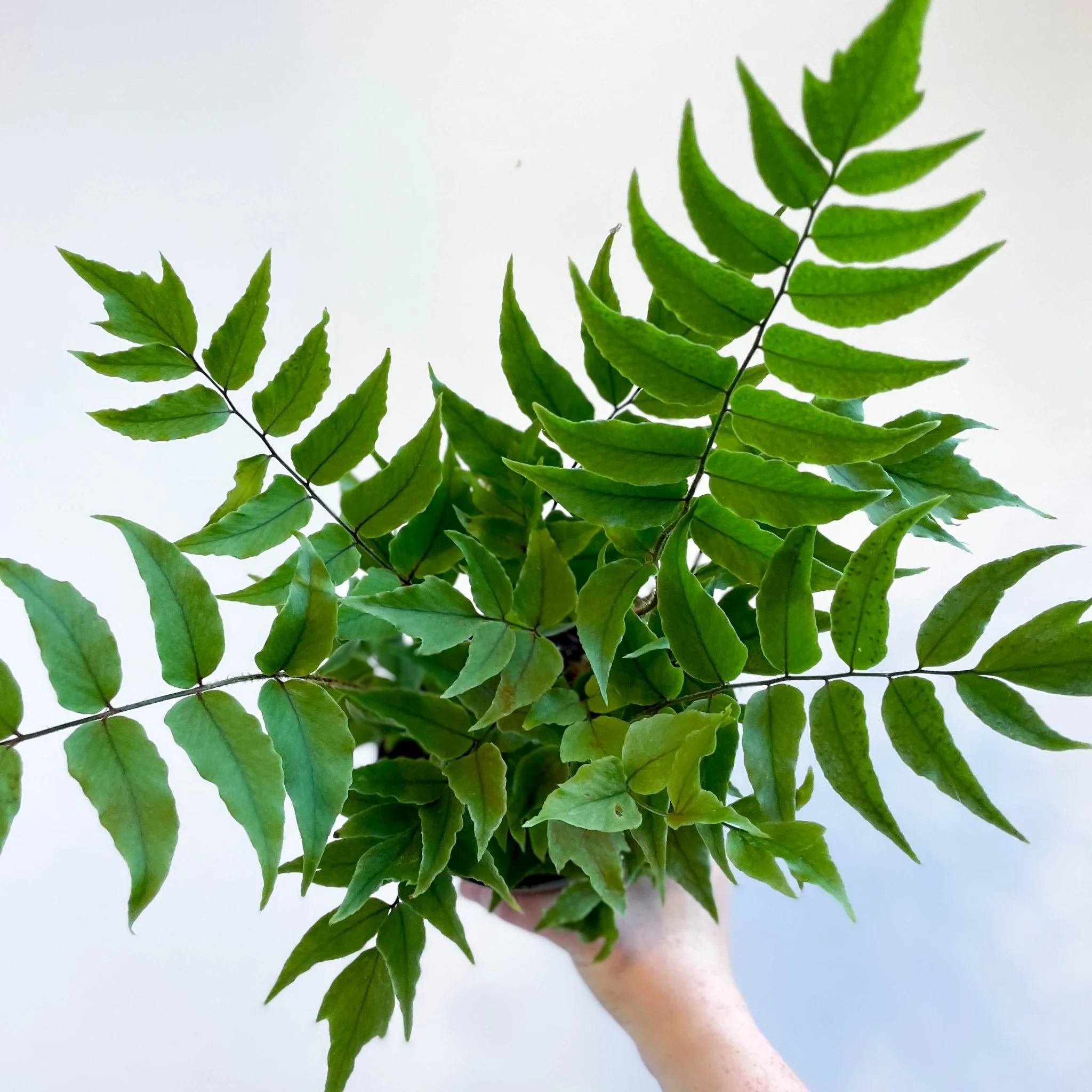 Fortune's Holly-fern - Cyrtomium fortunei - Image 7