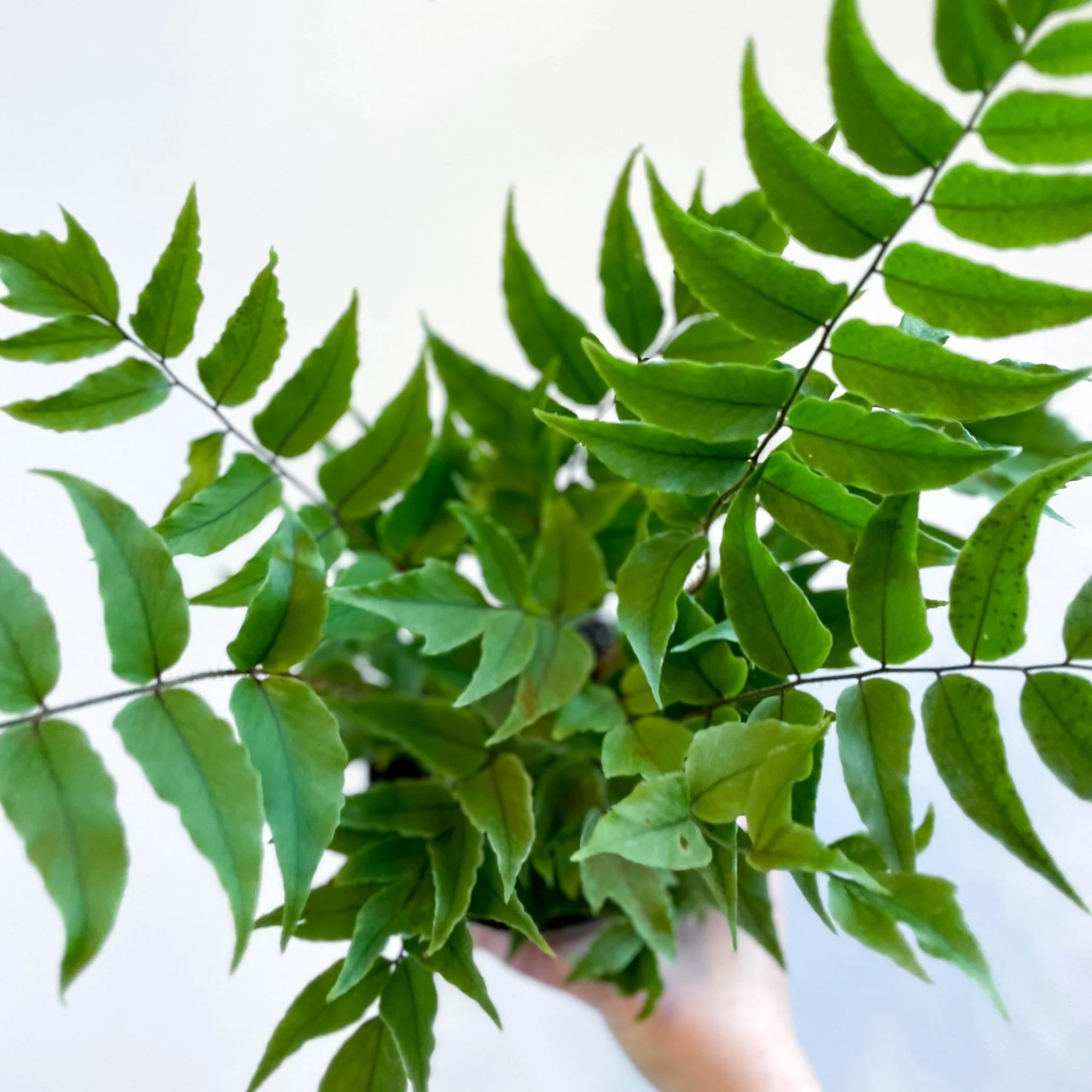 Fortune's Holly-fern - Cyrtomium fortunei - Image 8