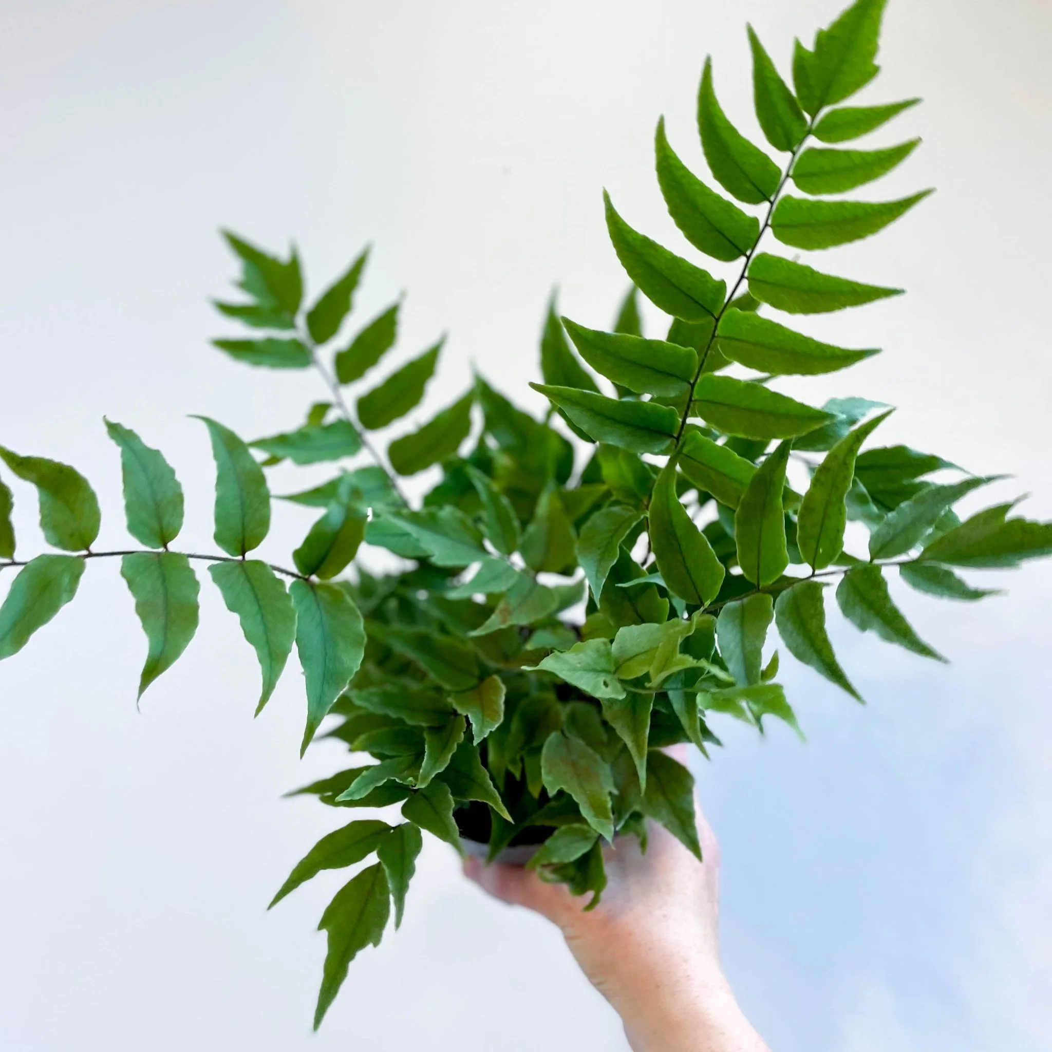 Fortune's Holly-fern - Cyrtomium fortunei - Image 9
