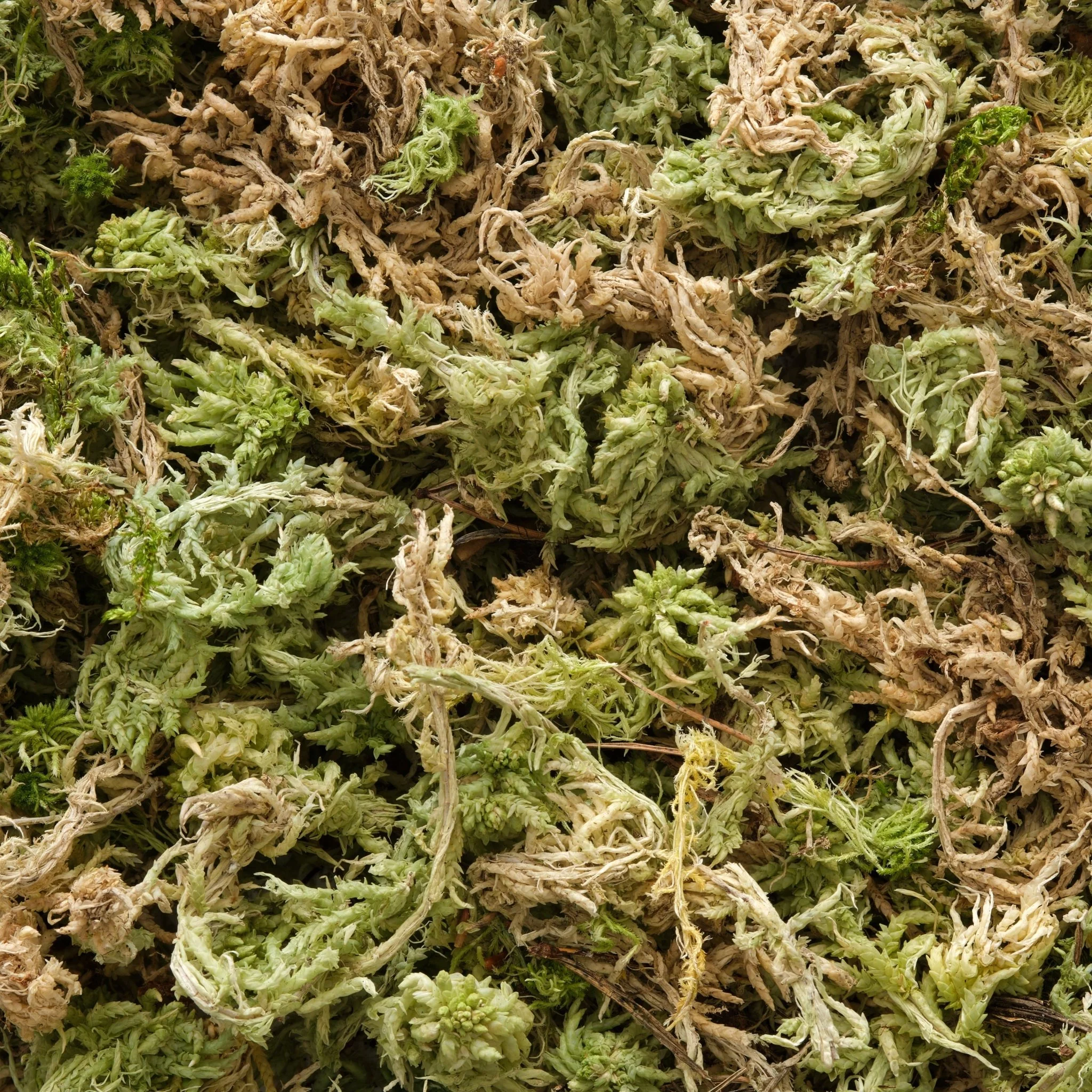 Sphagnum Moss - Sphagnum platyphyllum