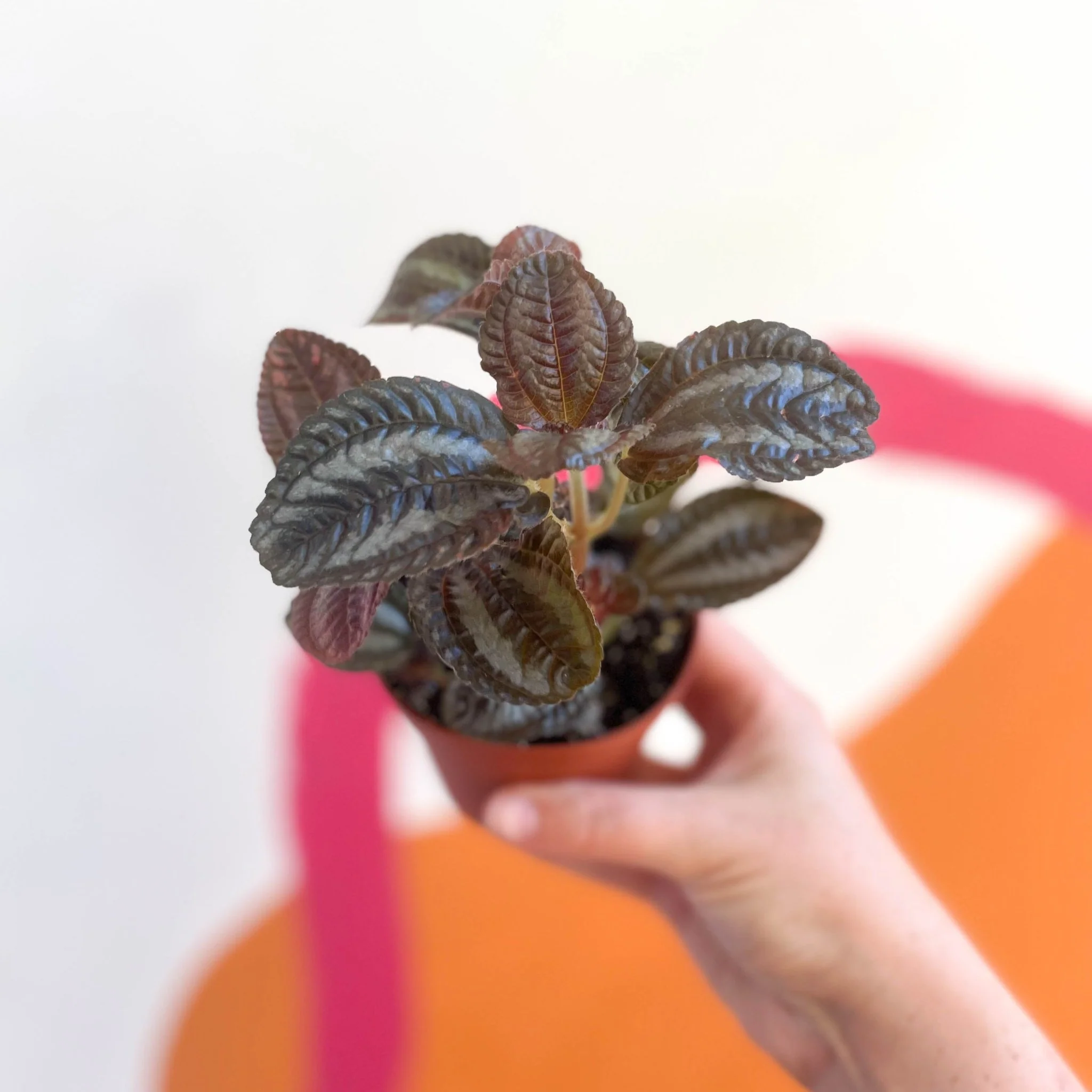 Pilea involucrata 'Norfolk' - Friendship Plant