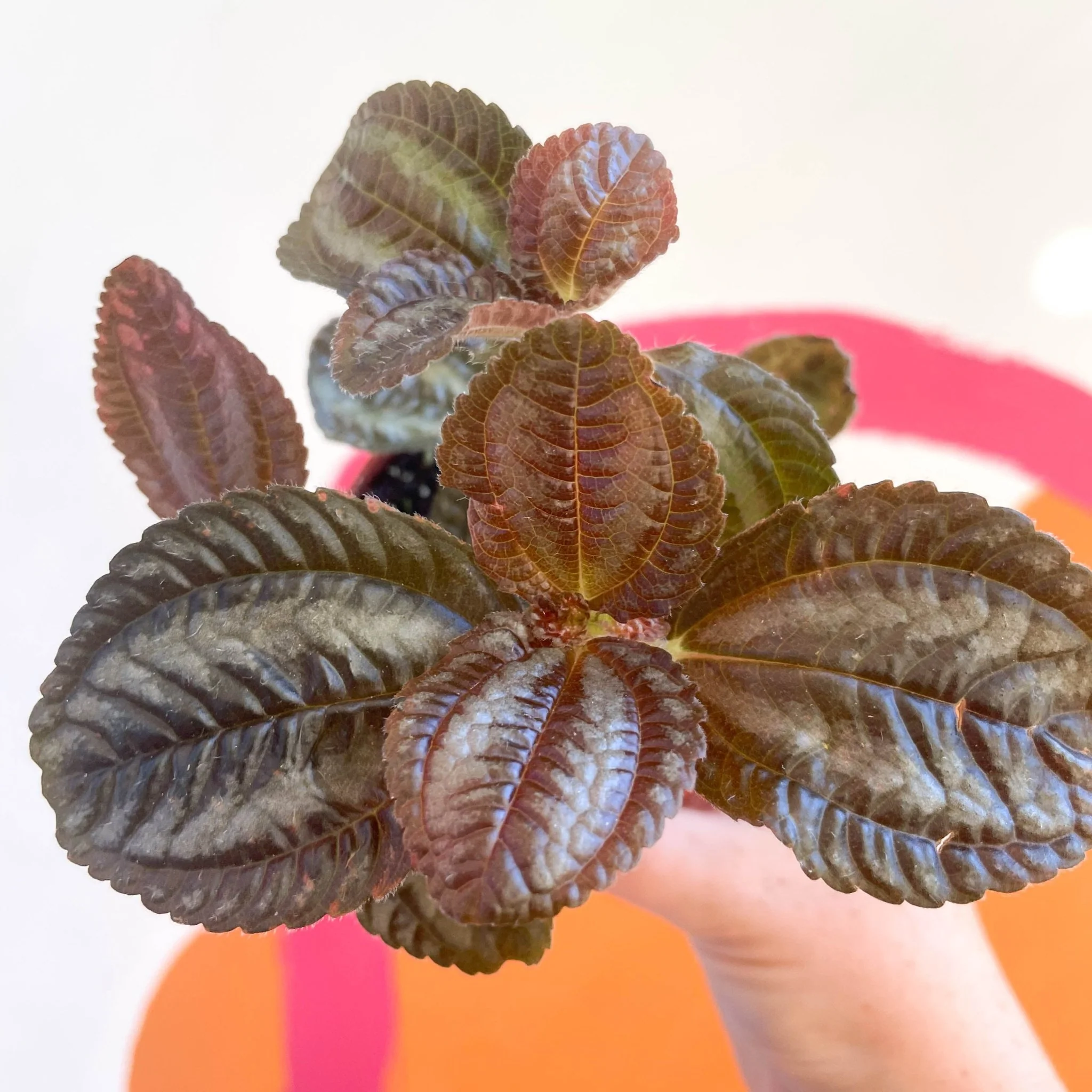 Pilea involucrata 'Norfolk' - Friendship Plant - Image 2