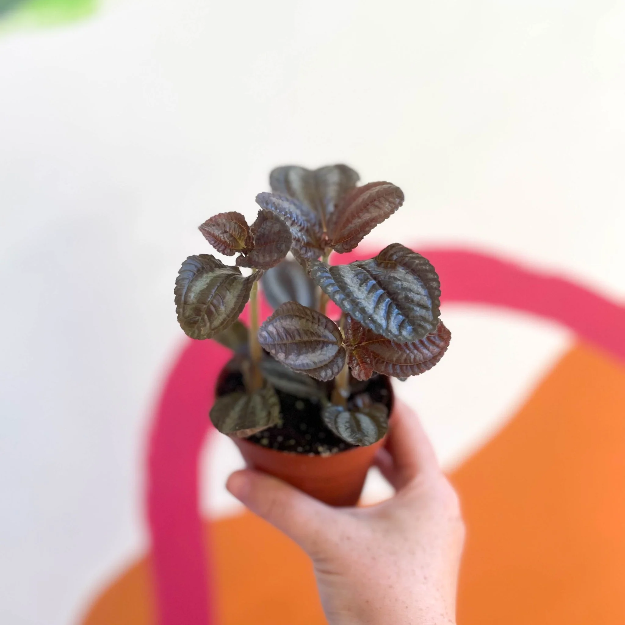 Pilea involucrata 'Norfolk' - Friendship Plant - Image 3