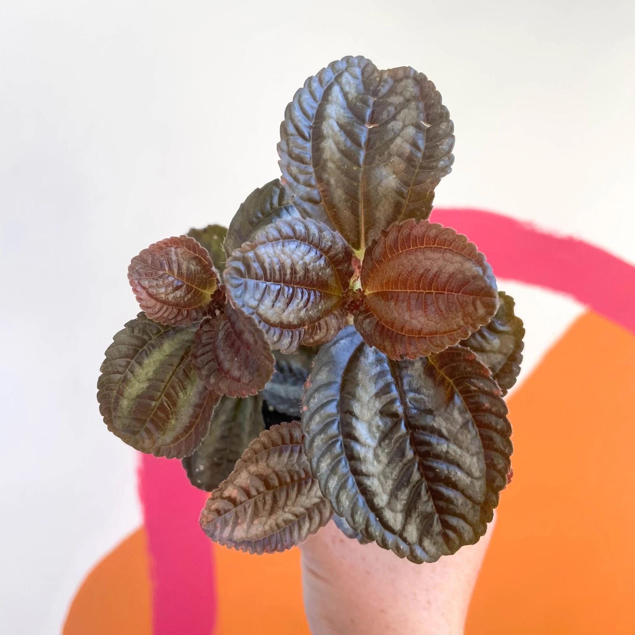 Pilea involucrata 'Norfolk' - Friendship Plant - Image 4
