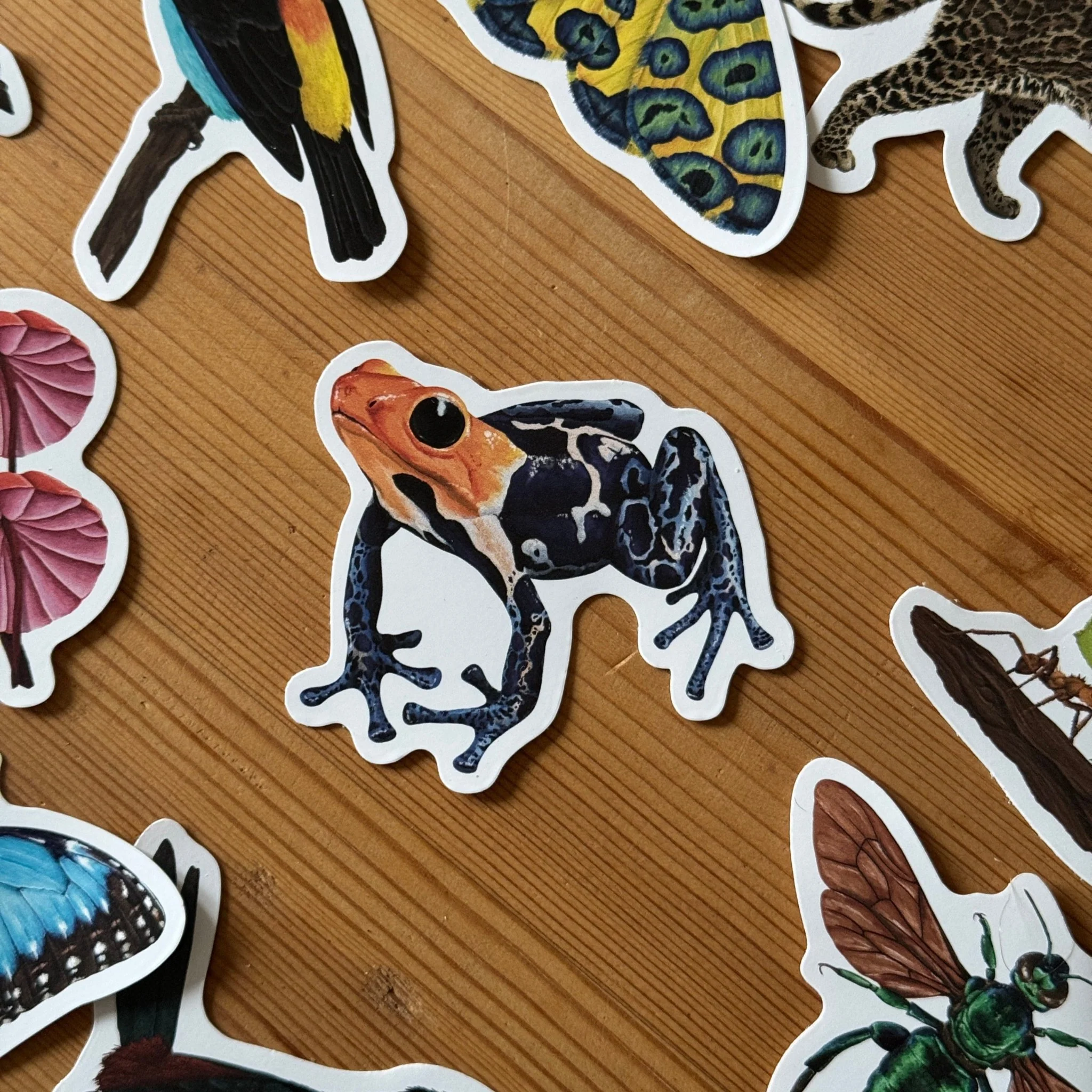 Frog Amazon Wildlife Vinyl Sticker [Beneath the Canopy RHS Collab] - Image 3