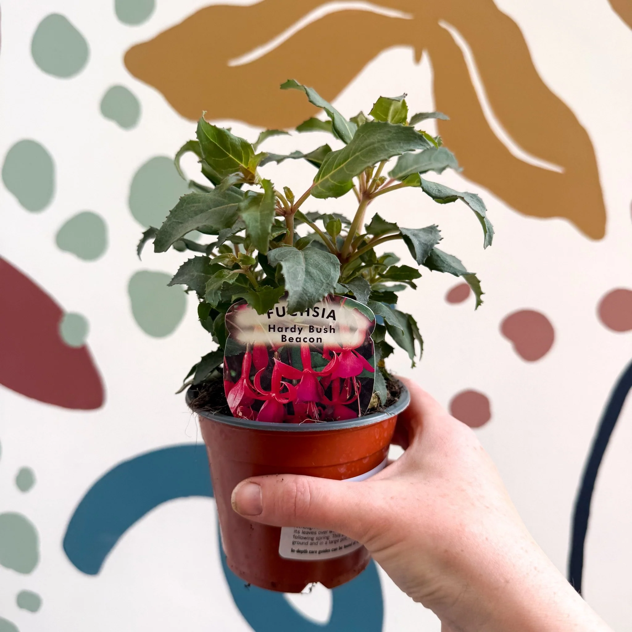 Fuchsia 'Beacon' - Hardy Bush Fuchsia - British Grown