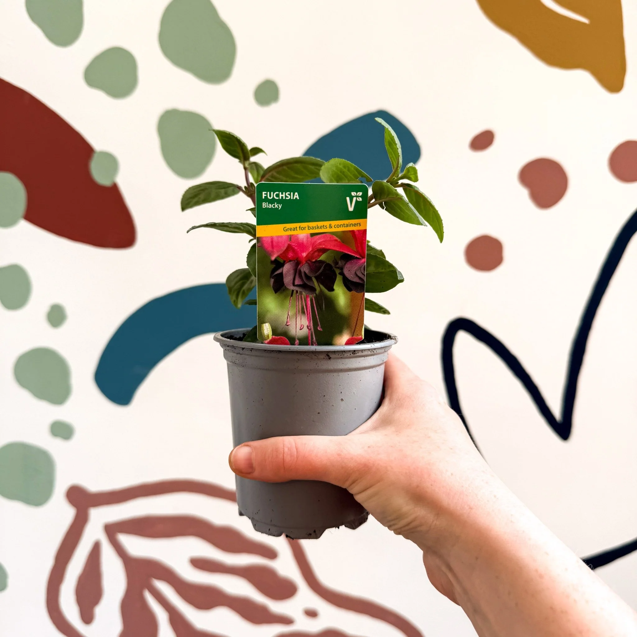 Fuchsia 'Blacky' - British Grown - Image 3