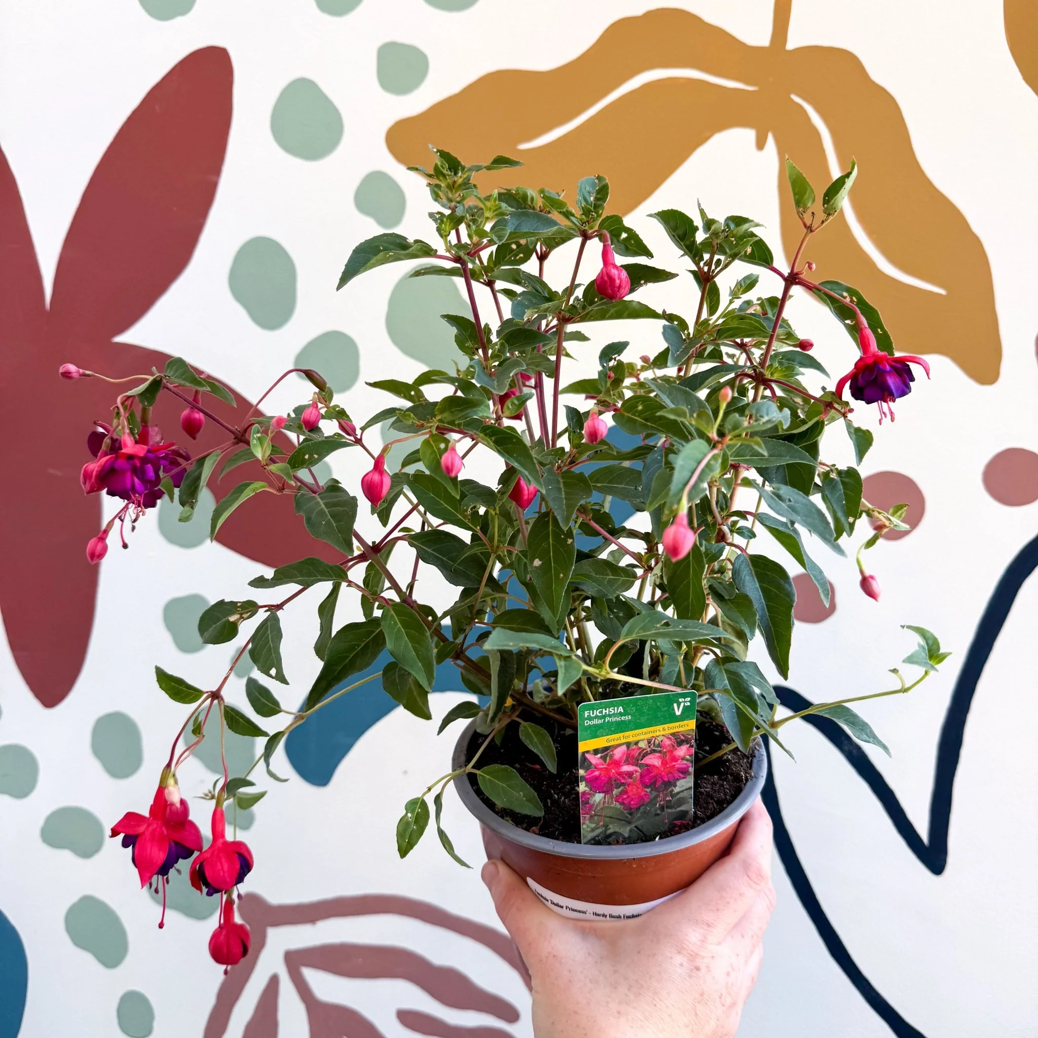 Fuchsia 'Dollar Princess' - Bush Fuchsia - British Grown