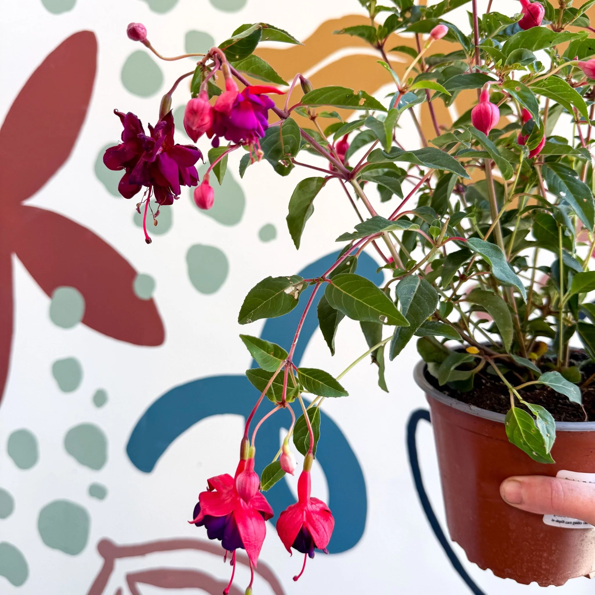 Fuchsia 'Dollar Princess' - Bush Fuchsia - British Grown - Image 10