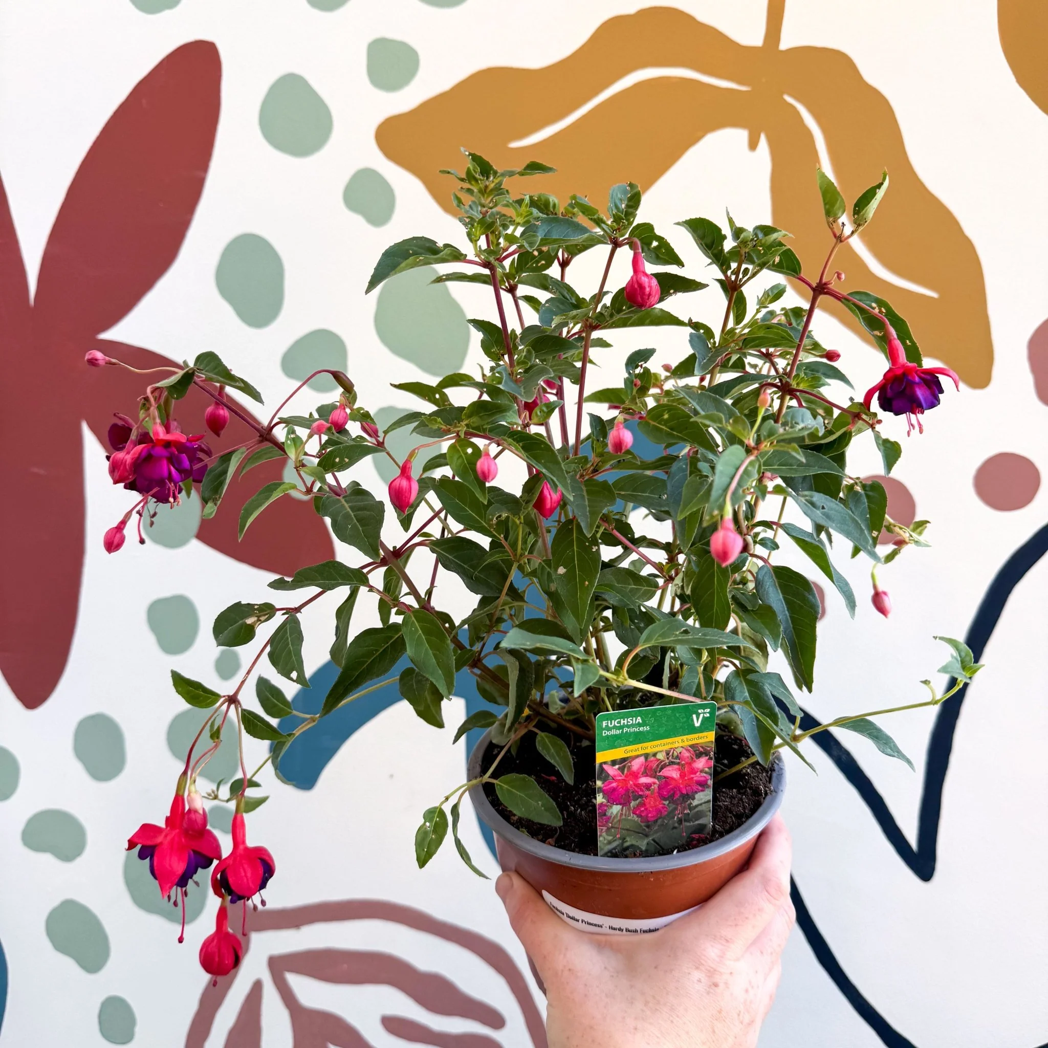 Fuchsia 'Dollar Princess' - Bush Fuchsia - British Grown - Image 2