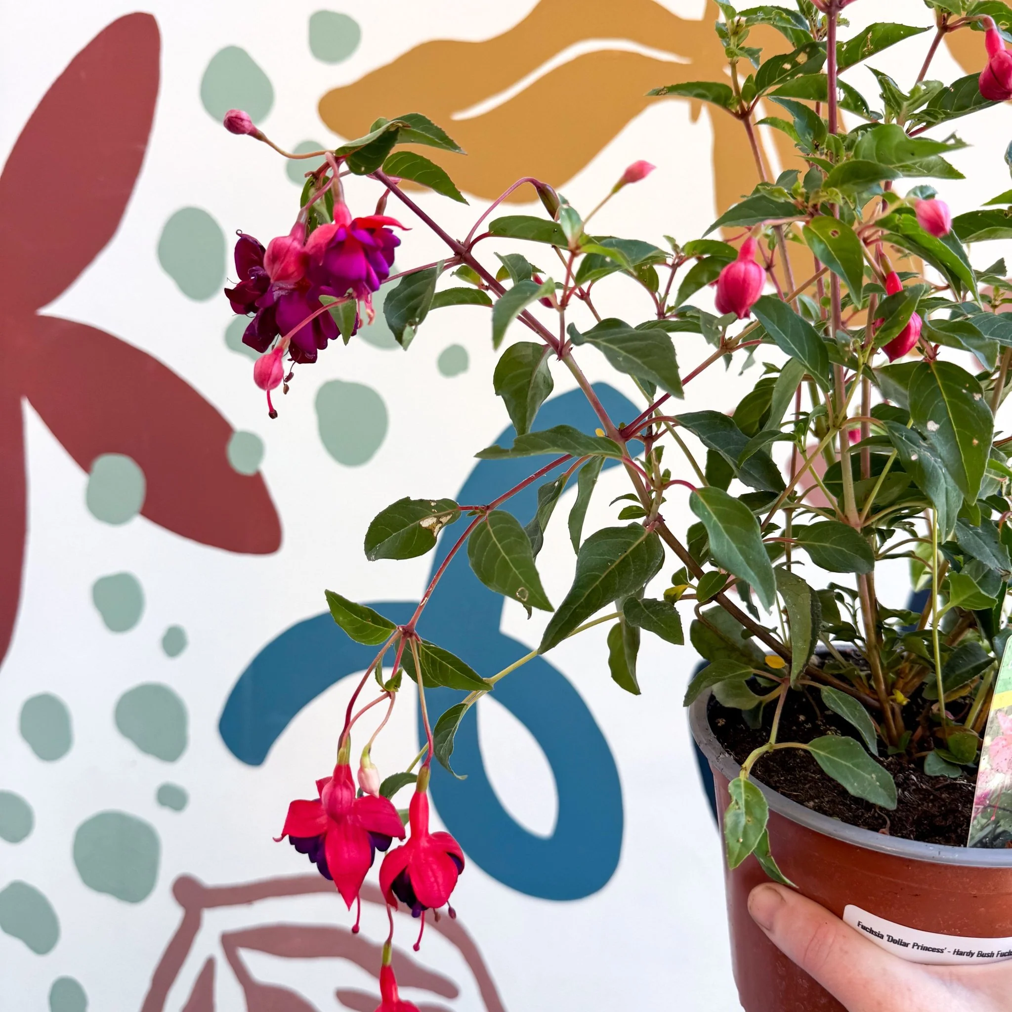 Fuchsia 'Dollar Princess' - Bush Fuchsia - British Grown - Image 3