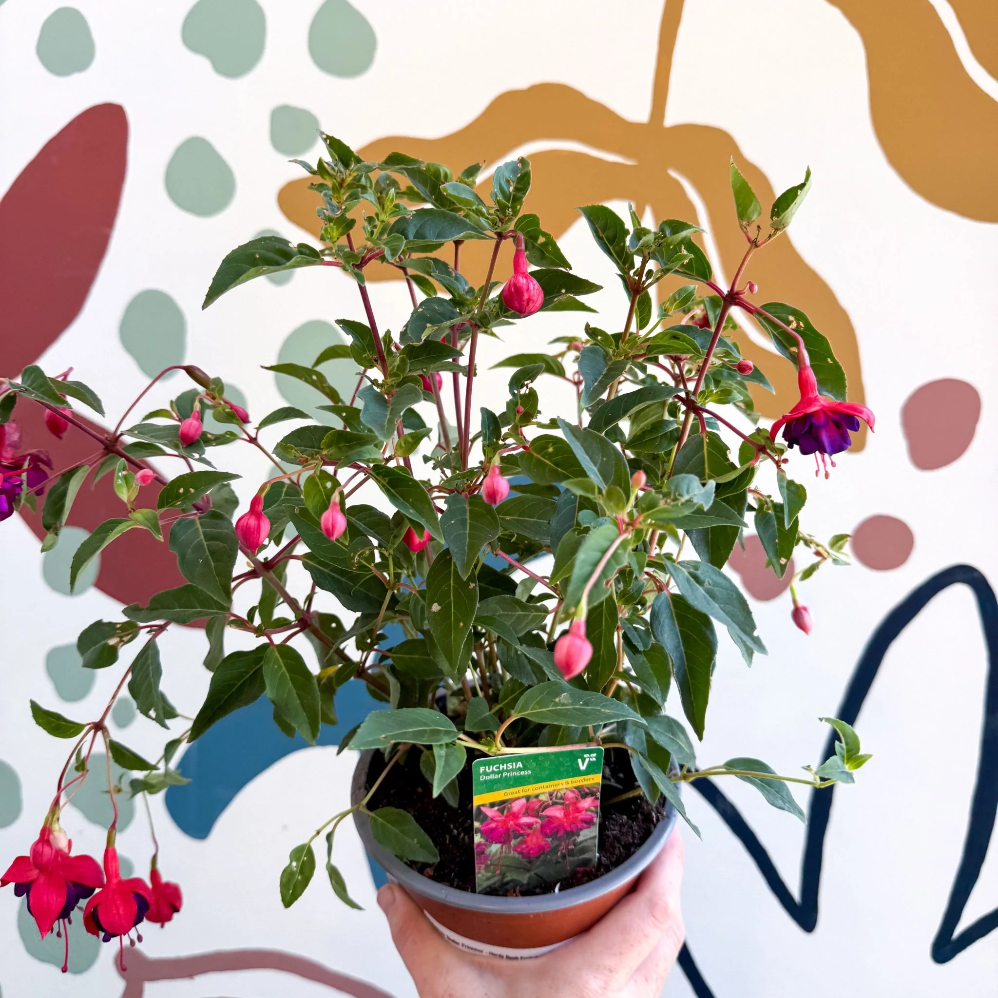 Fuchsia 'Dollar Princess' - Bush Fuchsia - British Grown - Image 4