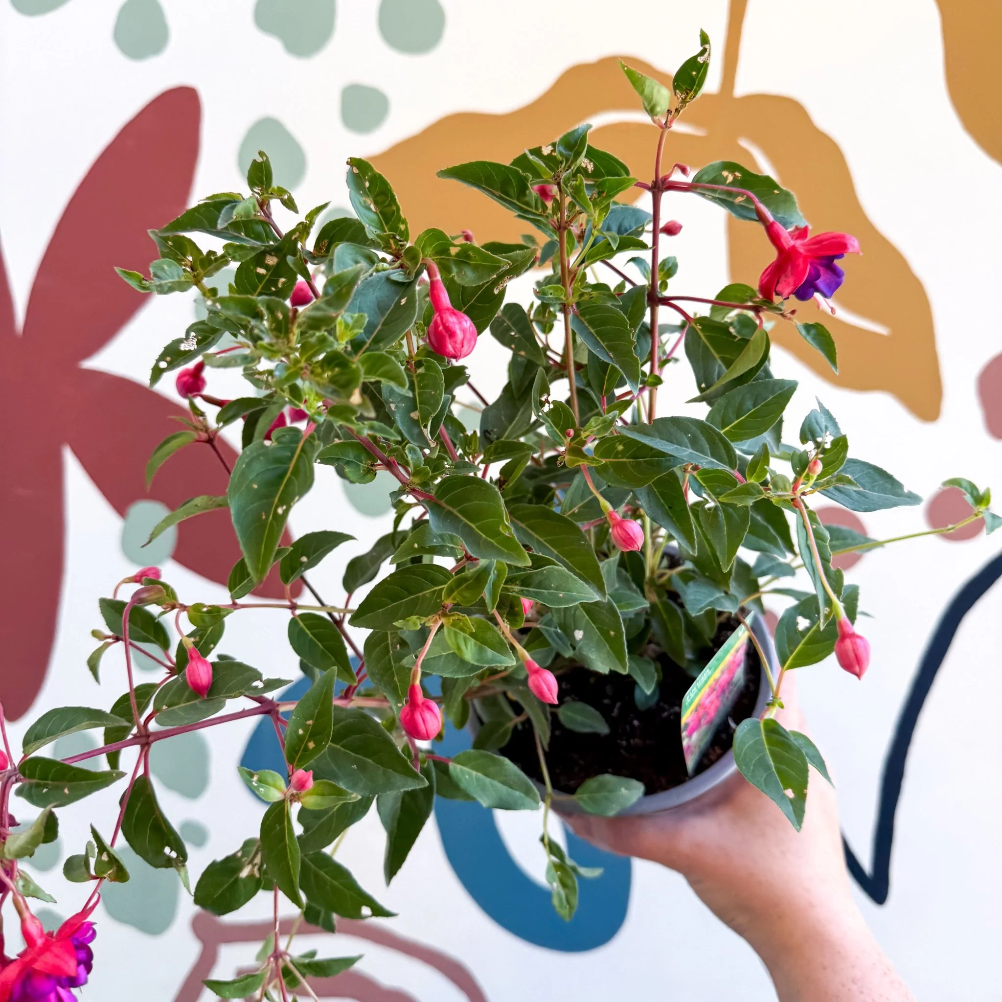 Fuchsia 'Dollar Princess' - Bush Fuchsia - British Grown - Image 5