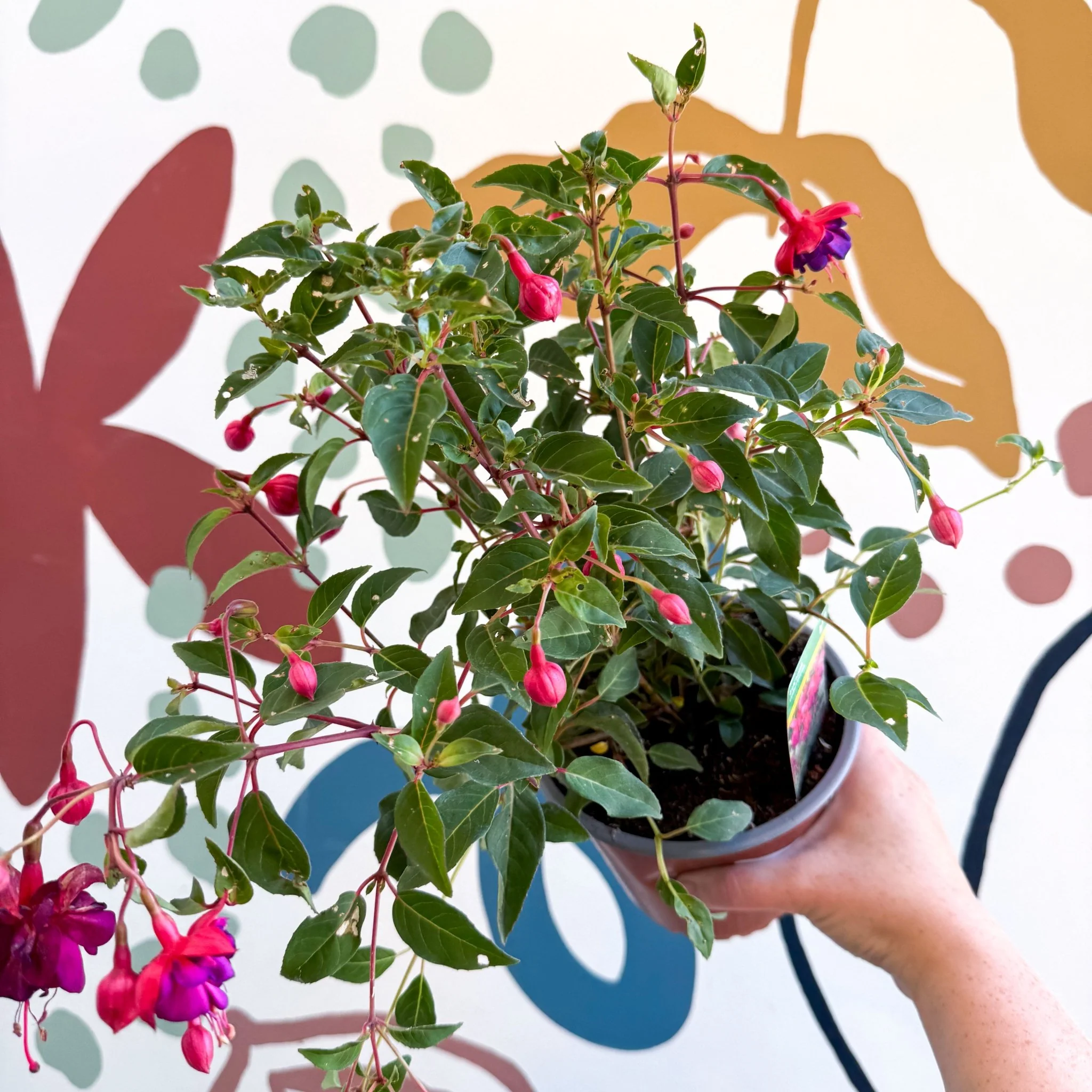 Fuchsia 'Dollar Princess' - Bush Fuchsia - British Grown - Image 6