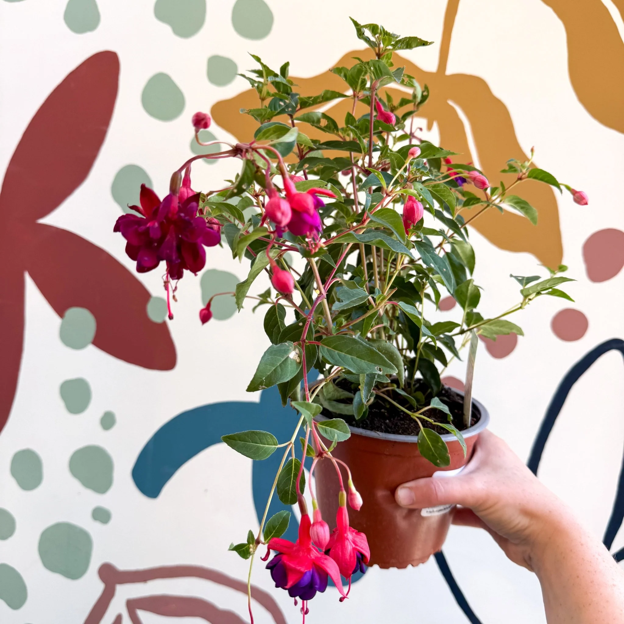 Fuchsia 'Dollar Princess' - Bush Fuchsia - British Grown - Image 7