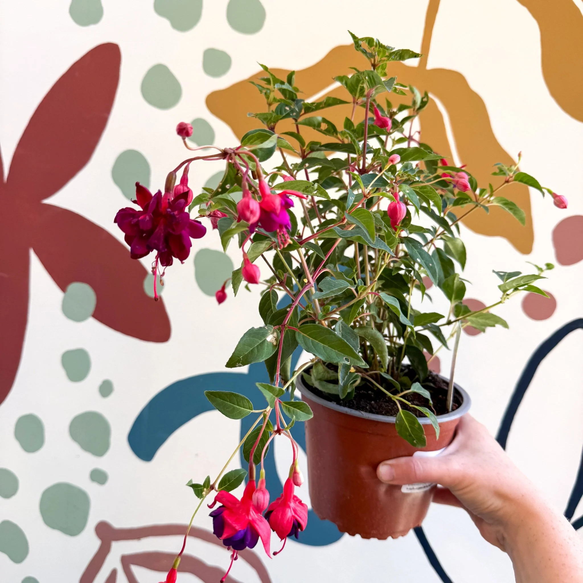 Fuchsia 'Dollar Princess' - Bush Fuchsia - British Grown - Image 8