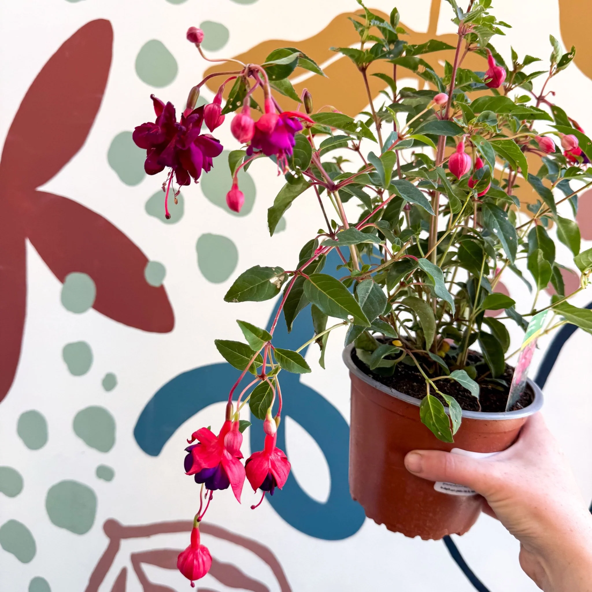 Fuchsia 'Dollar Princess' - Bush Fuchsia - British Grown - Image 9