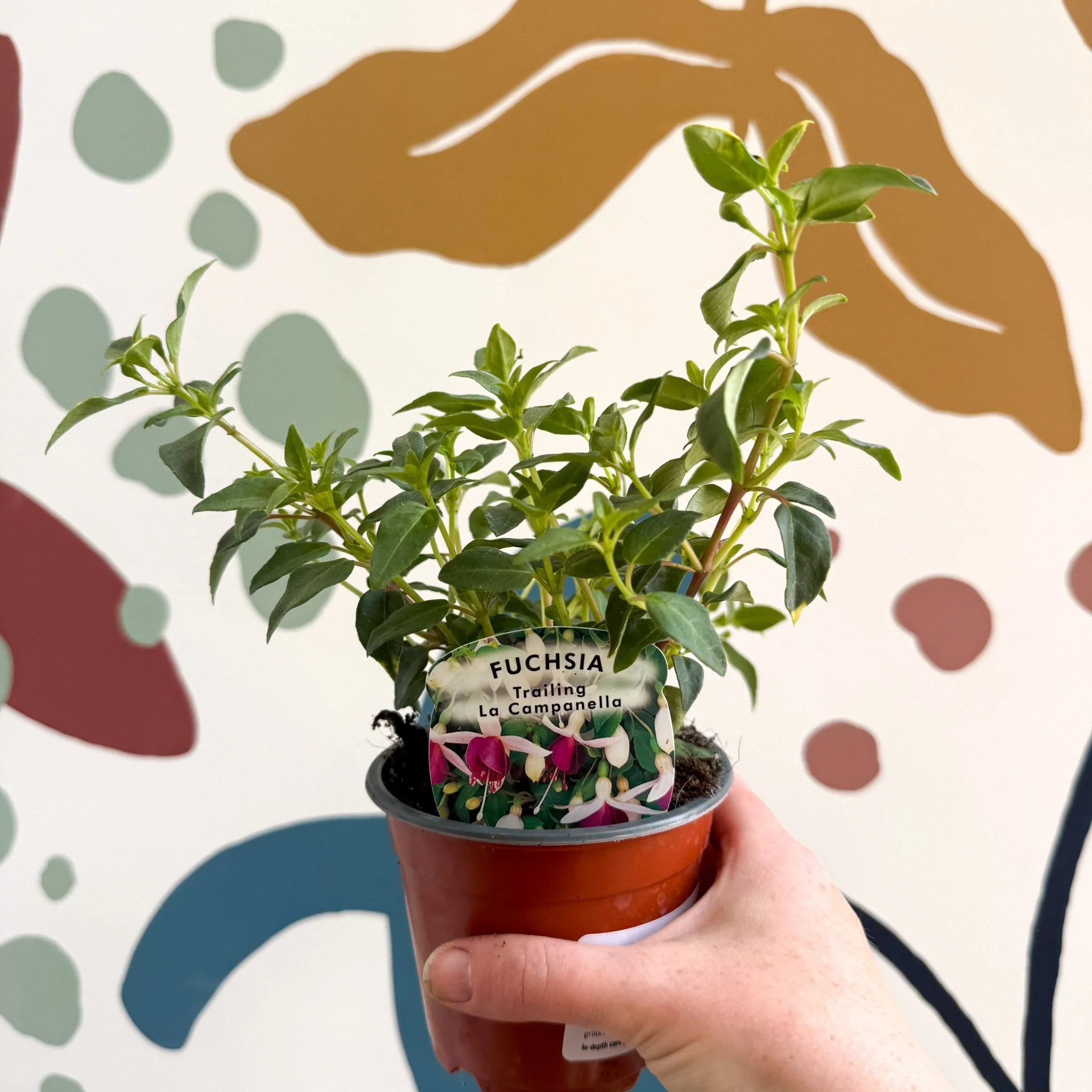Fuchsia 'La Campanela' - Trailing Fuchsia - British Grown