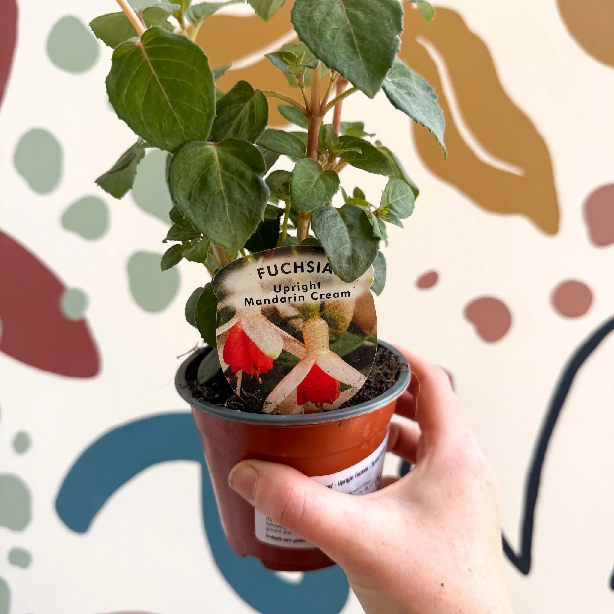Fuchsia 'Mandarin Cream' - Upright Fuchsia - British Grown - Image 5