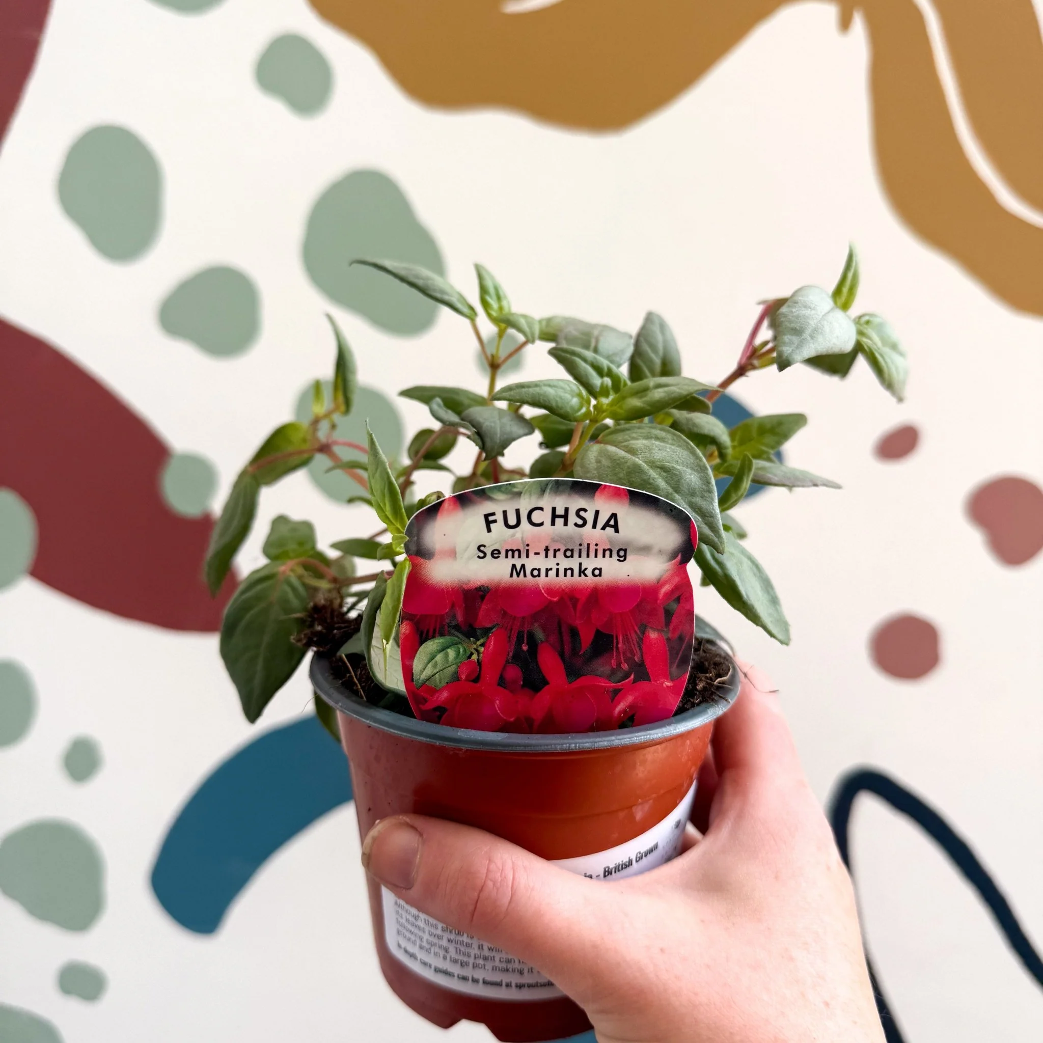 Fuchsia 'Marinka' - Semi-trailing Fuchsia - British Grown