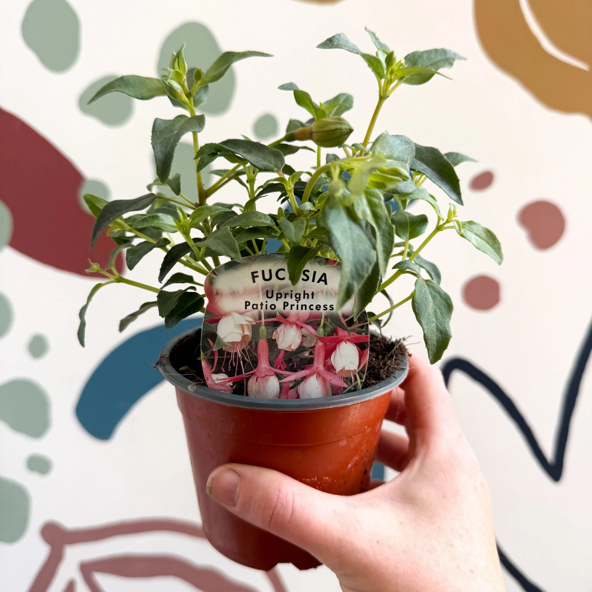 Fuchsia 'Patio Princess' - Upright Fuchsia - British Grown