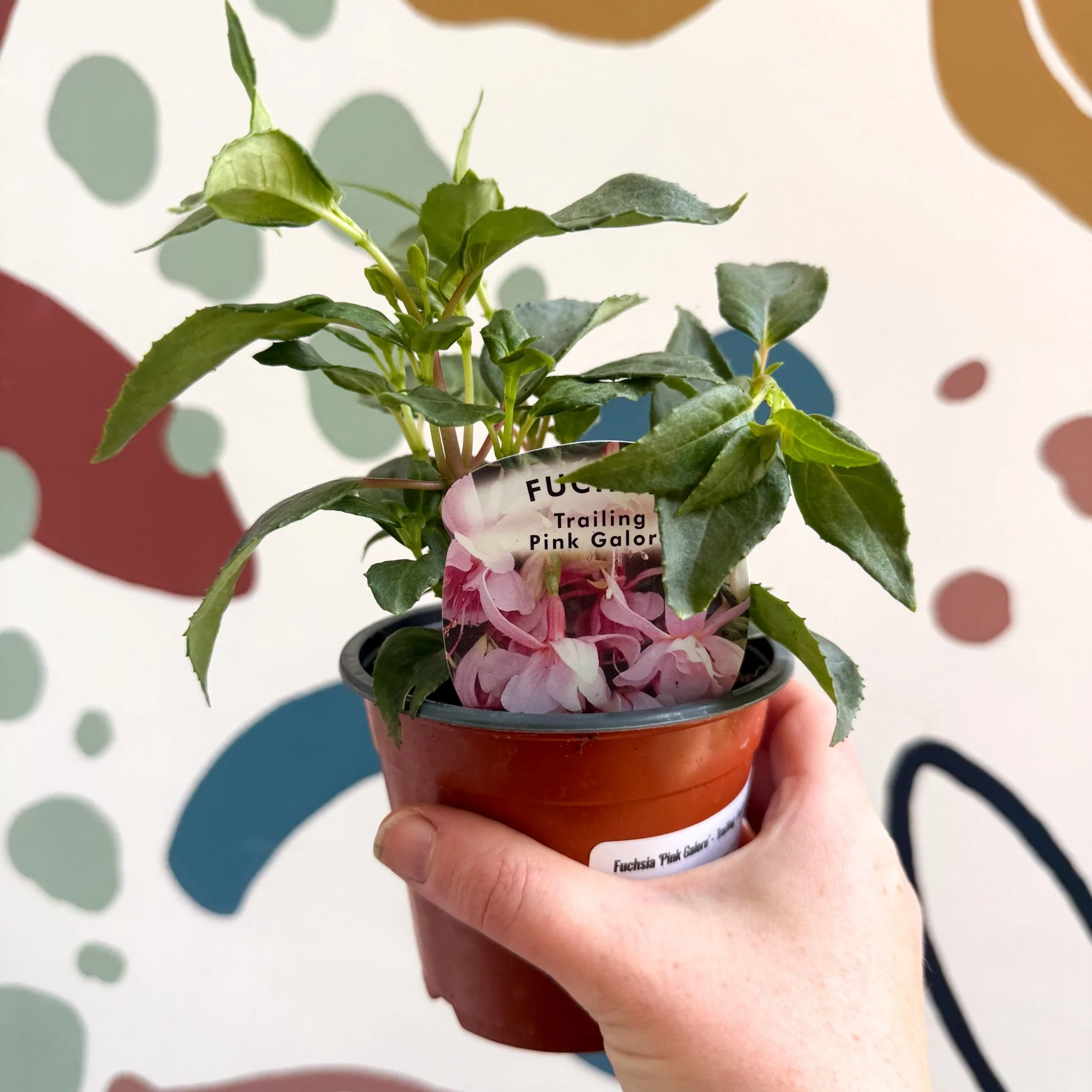 Fuchsia 'Pink Galore' - Trailing Fuchsia - British Grown